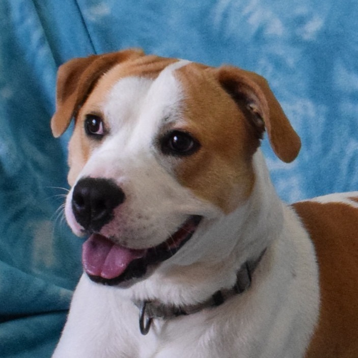 Callie, an adoptable Pit Bull Terrier in Eureka, CA, 95503 | Photo Image 1