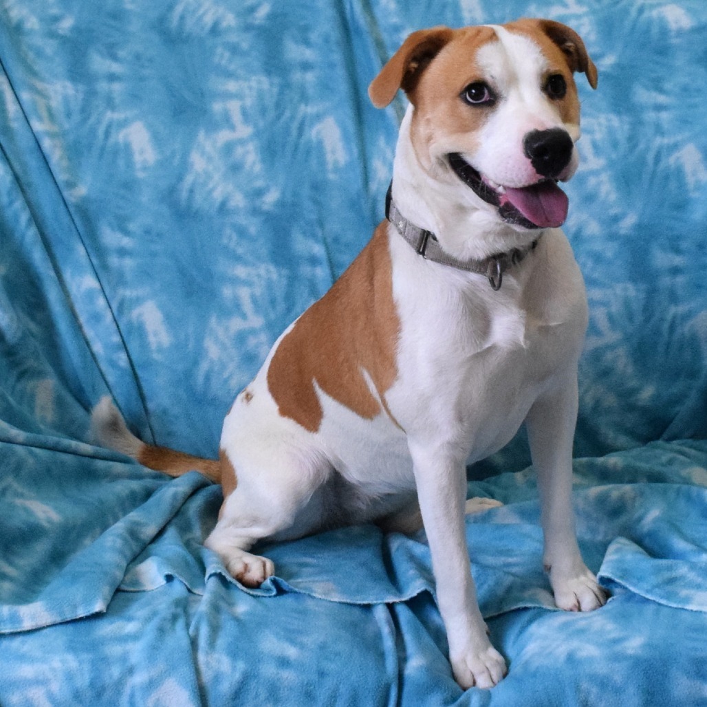 Callie, an adoptable Pit Bull Terrier in Eureka, CA, 95503 | Photo Image 2
