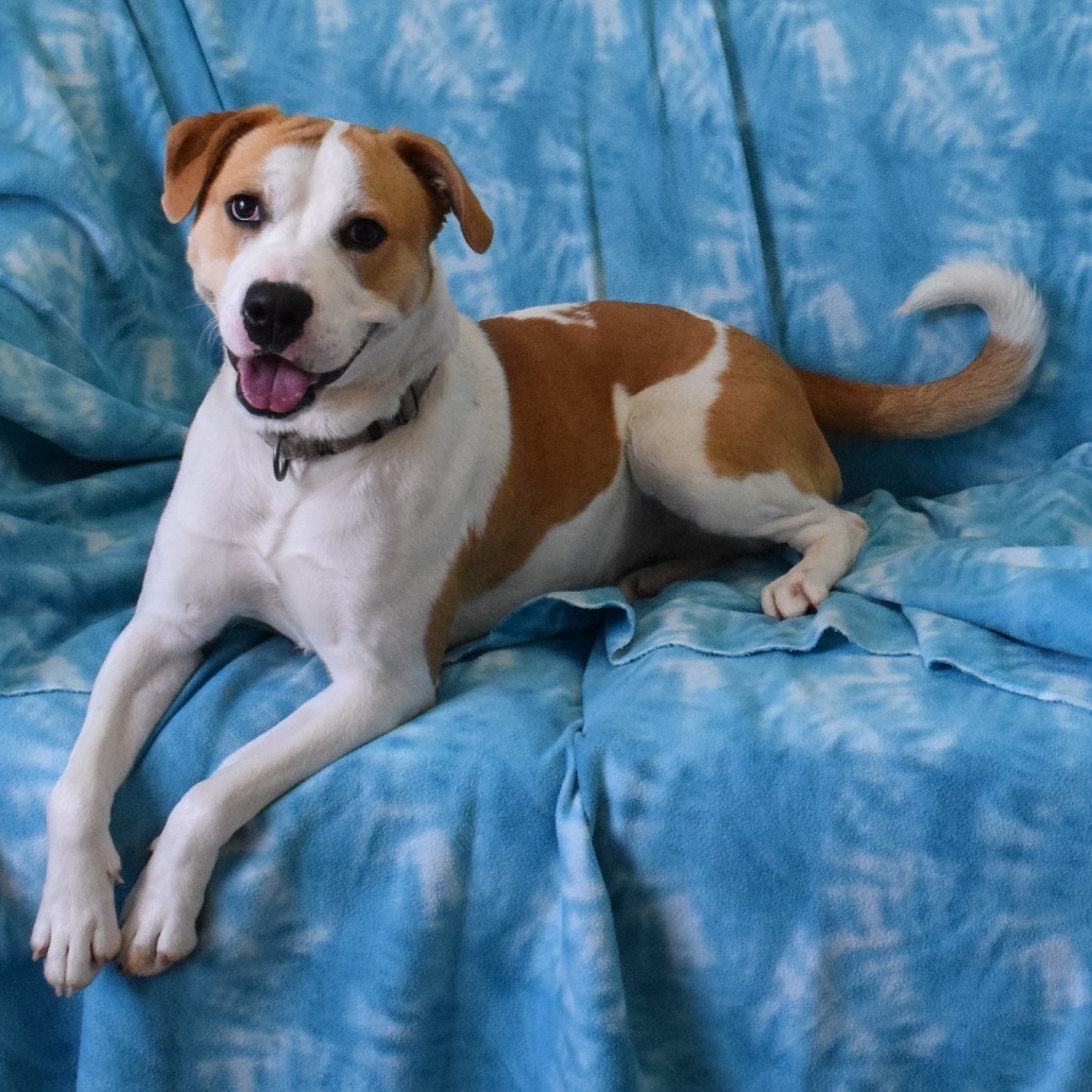 Callie, an adoptable Pit Bull Terrier in Eureka, CA, 95503 | Photo Image 3