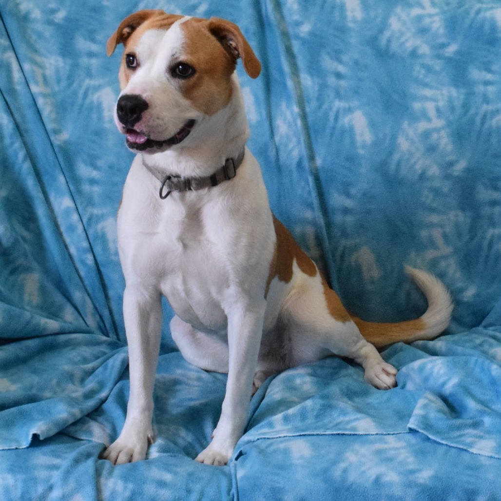 Callie, an adoptable Pit Bull Terrier in Eureka, CA, 95503 | Photo Image 4