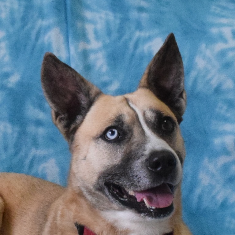 Odie, an adoptable German Shepherd Dog in Eureka, CA, 95503 | Photo Image 1