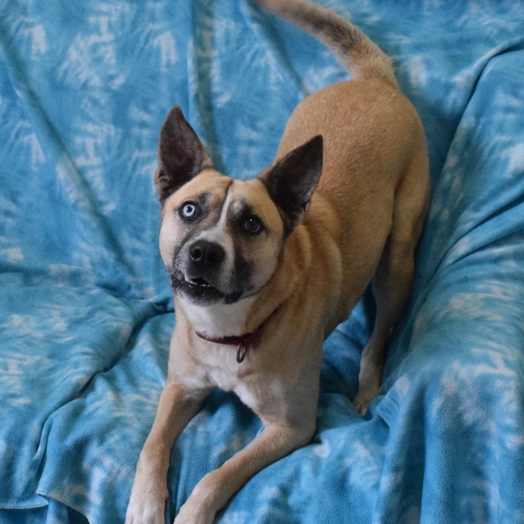 Odie, an adoptable German Shepherd Dog in Eureka, CA, 95503 | Photo Image 2
