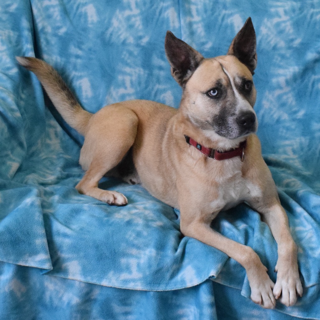 Odie, an adoptable German Shepherd Dog in Eureka, CA, 95503 | Photo Image 3