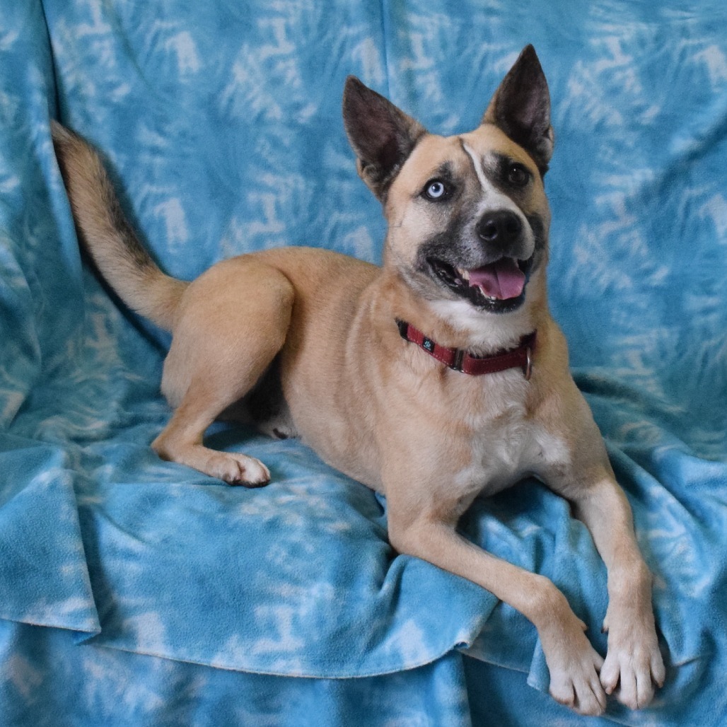 Odie, an adoptable German Shepherd Dog in Eureka, CA, 95503 | Photo Image 4