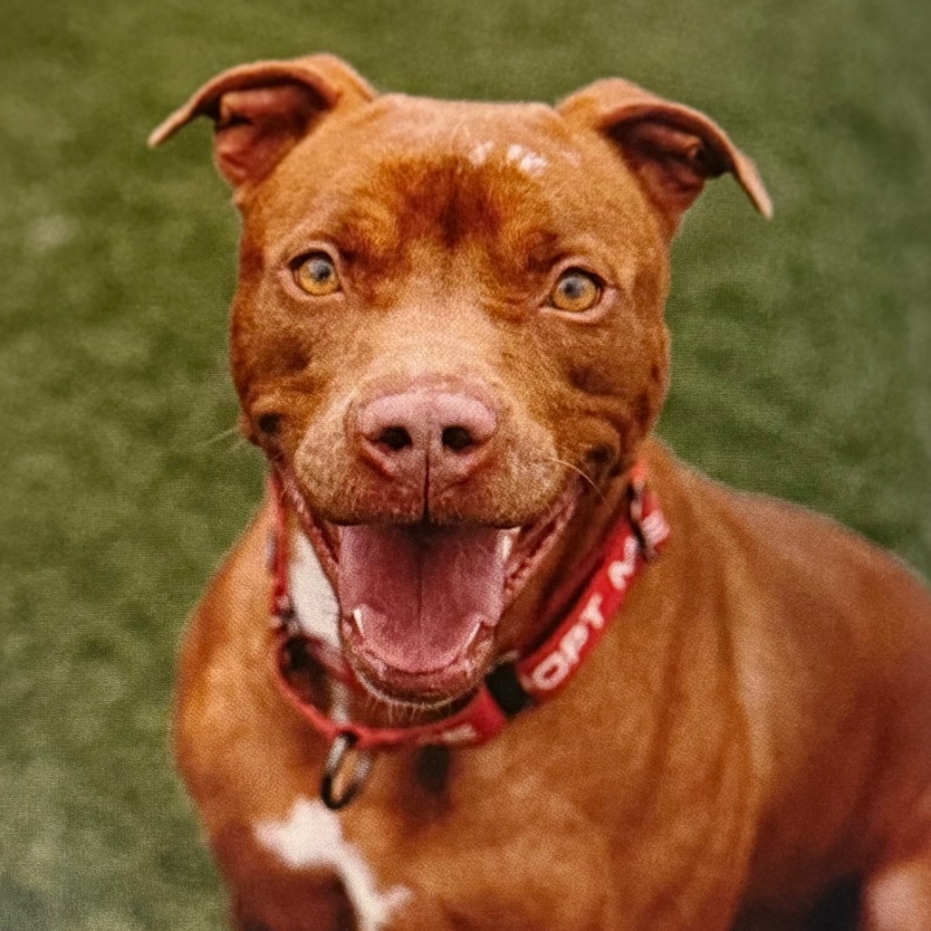 Senorita, an adoptable Pit Bull Terrier in Abilene, TX, 79602 | Photo Image 1