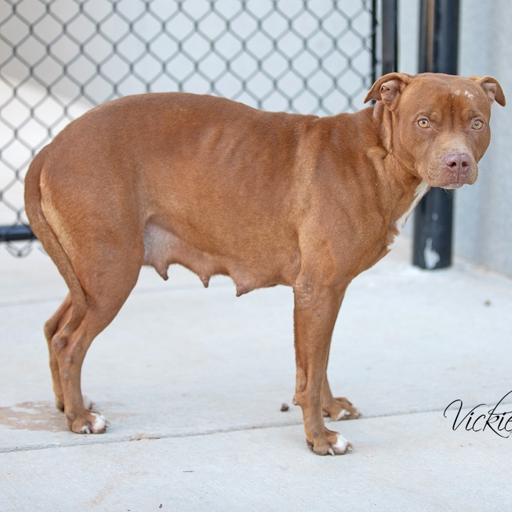 Senorita, an adoptable Pit Bull Terrier in Abilene, TX, 79602 | Photo Image 2
