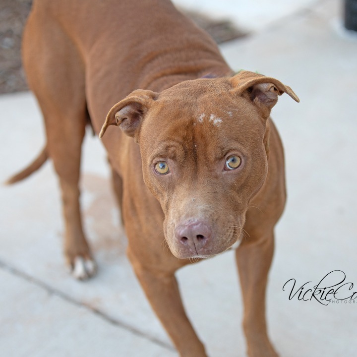 Senorita, an adoptable Pit Bull Terrier in Abilene, TX, 79602 | Photo Image 3