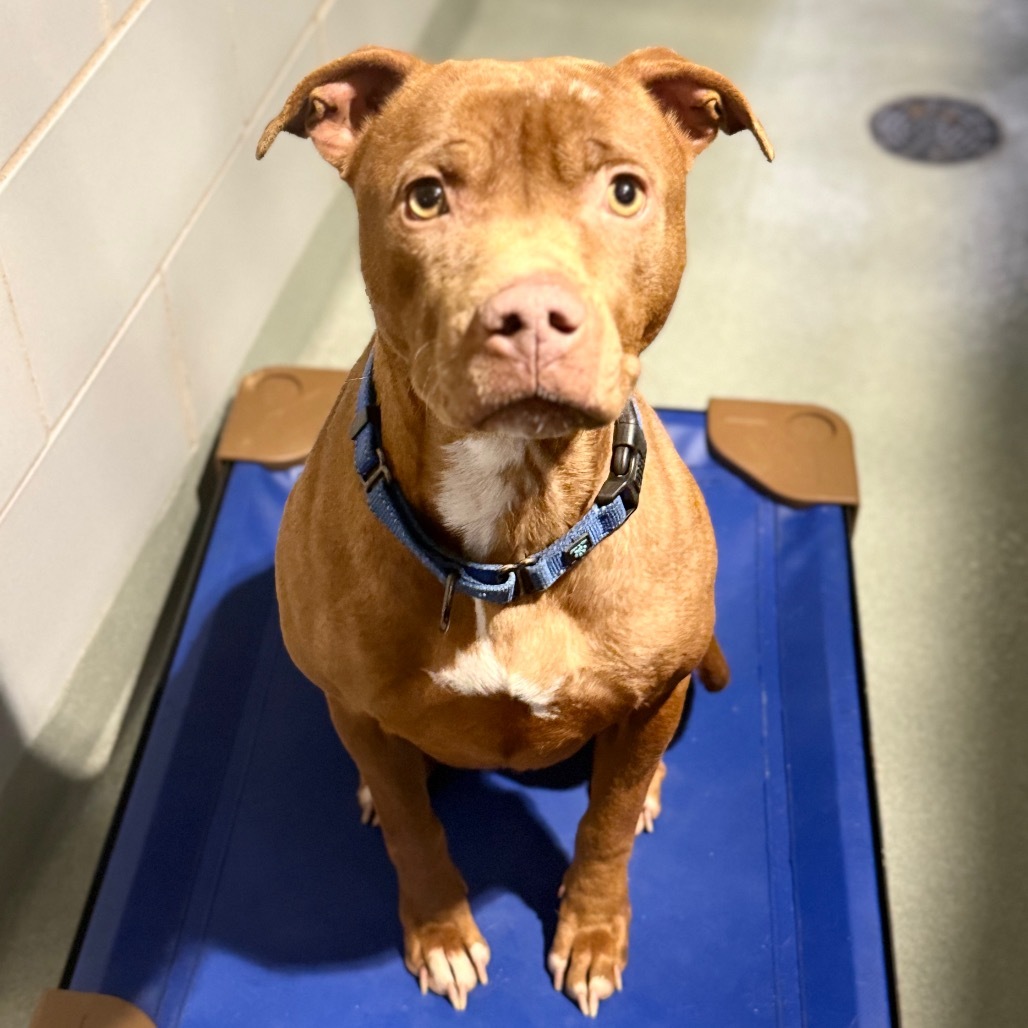 Senorita, an adoptable Pit Bull Terrier in Abilene, TX, 79602 | Photo Image 4