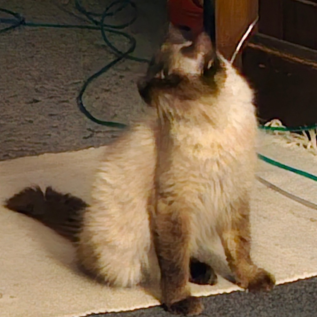 Misty Found Faribault, an adoptable Himalayan in Rochester, MN, 55903 | Photo Image 2