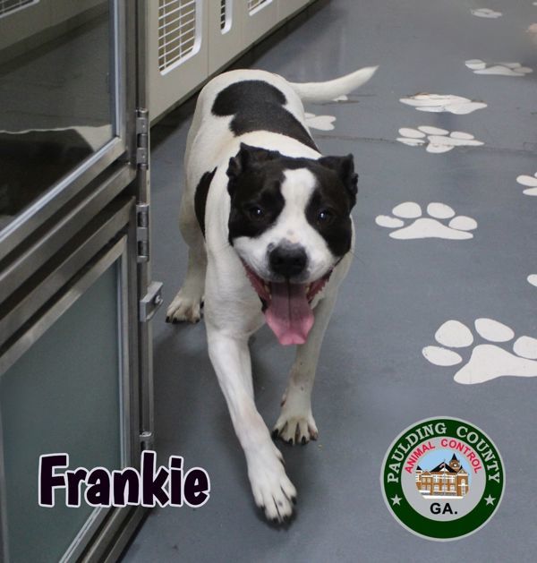 24-11-3485 Frankie
