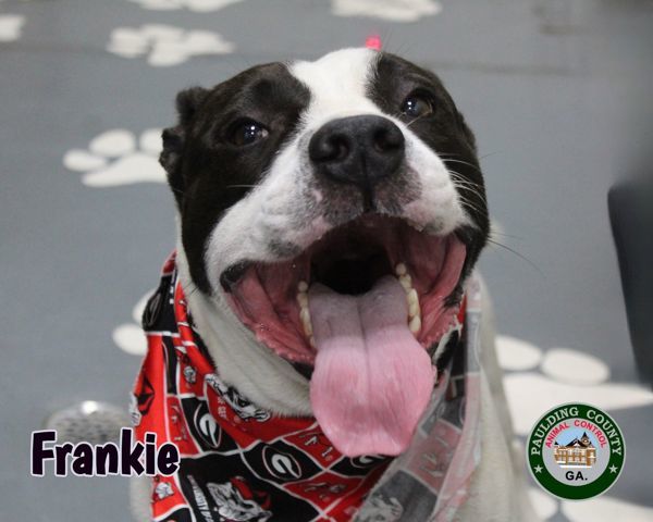 24-11-3485 Frankie