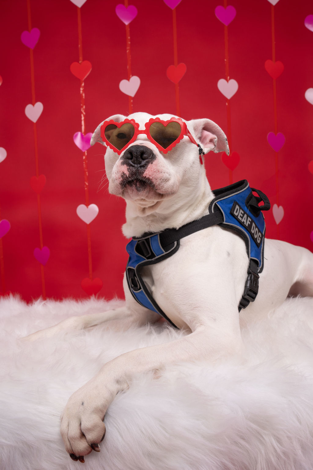 Wilson, an adoptable Mastiff, Boxer in Willard, NC, 28478 | Photo Image 1