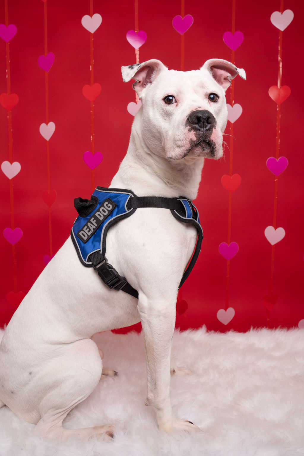 Wilson, an adoptable Mastiff, Boxer in Willard, NC, 28478 | Photo Image 2