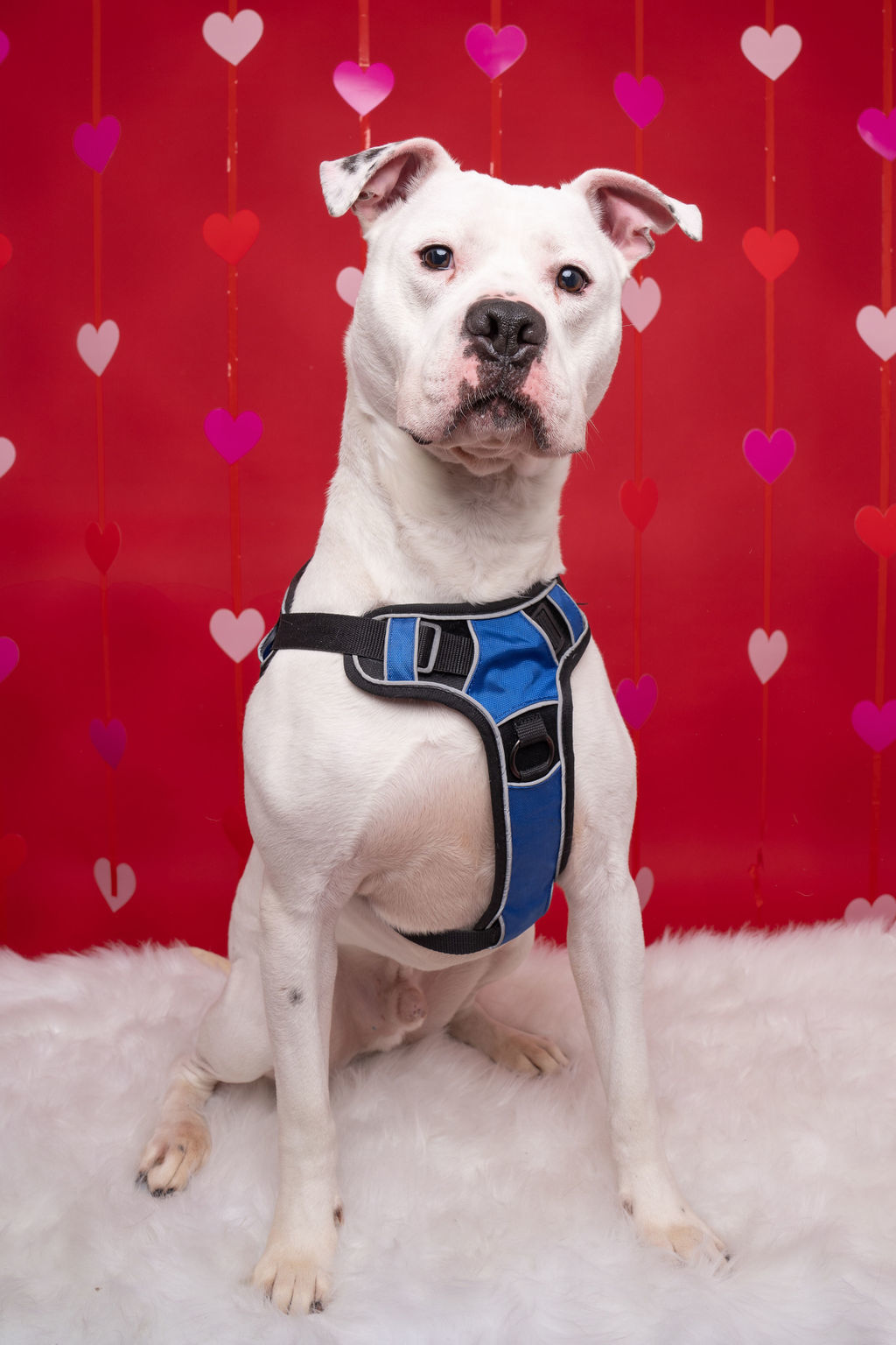 Wilson, an adoptable Mastiff, Boxer in Willard, NC, 28478 | Photo Image 3