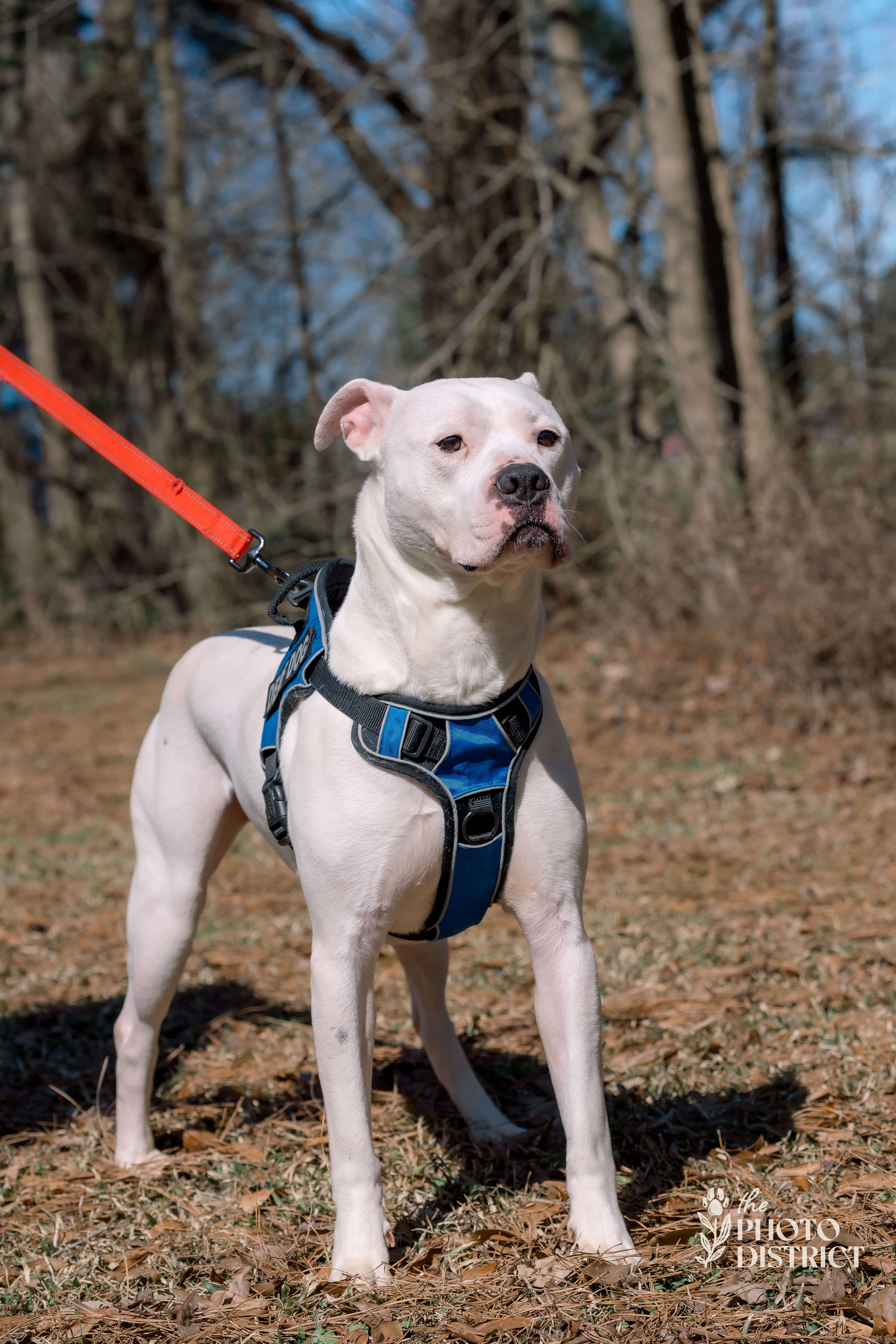 Wilson, an adoptable Mastiff, Boxer in Willard, NC, 28478 | Photo Image 5
