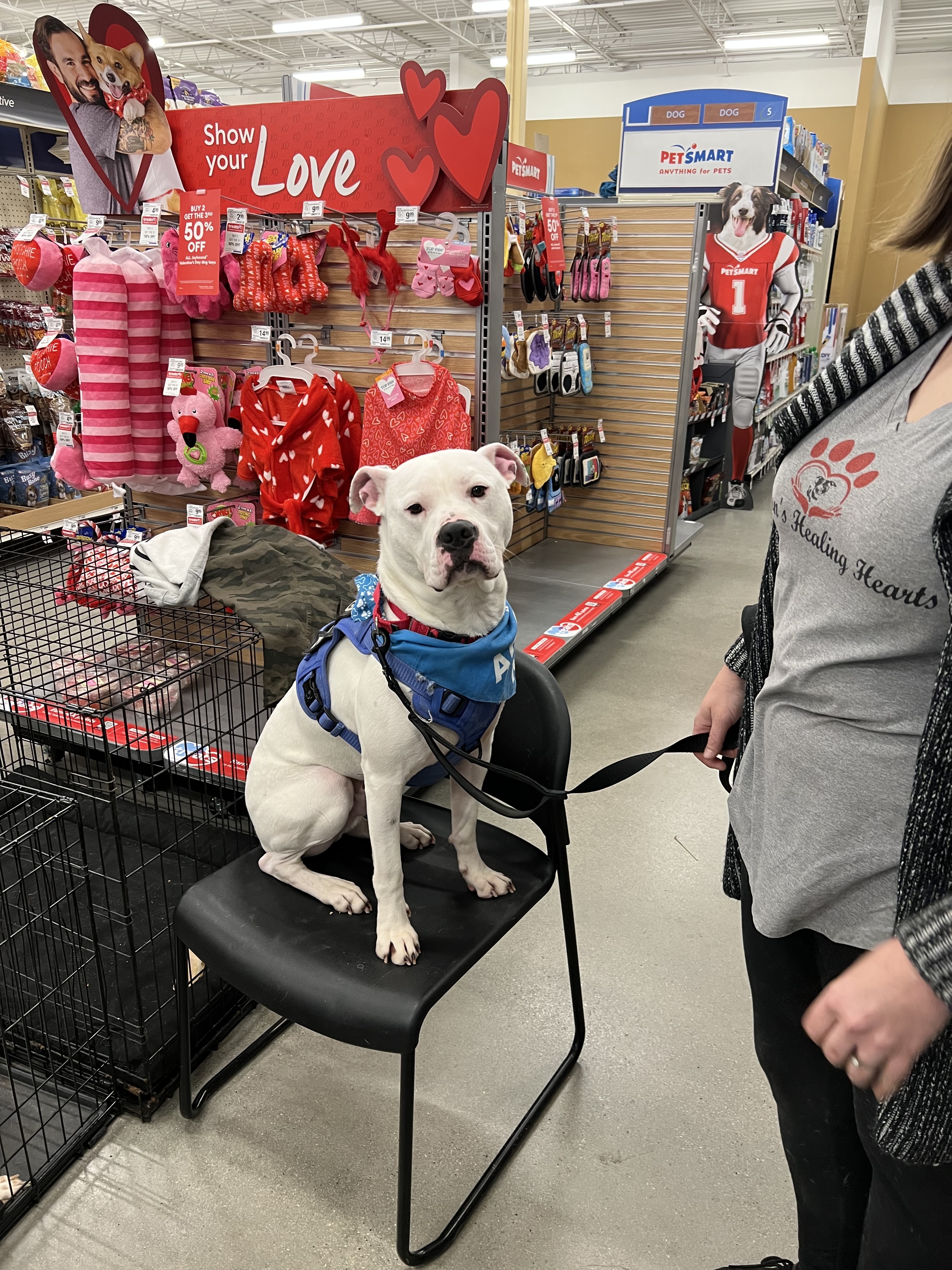 Wilson, an adoptable Mastiff, Boxer in Willard, NC, 28478 | Photo Image 6