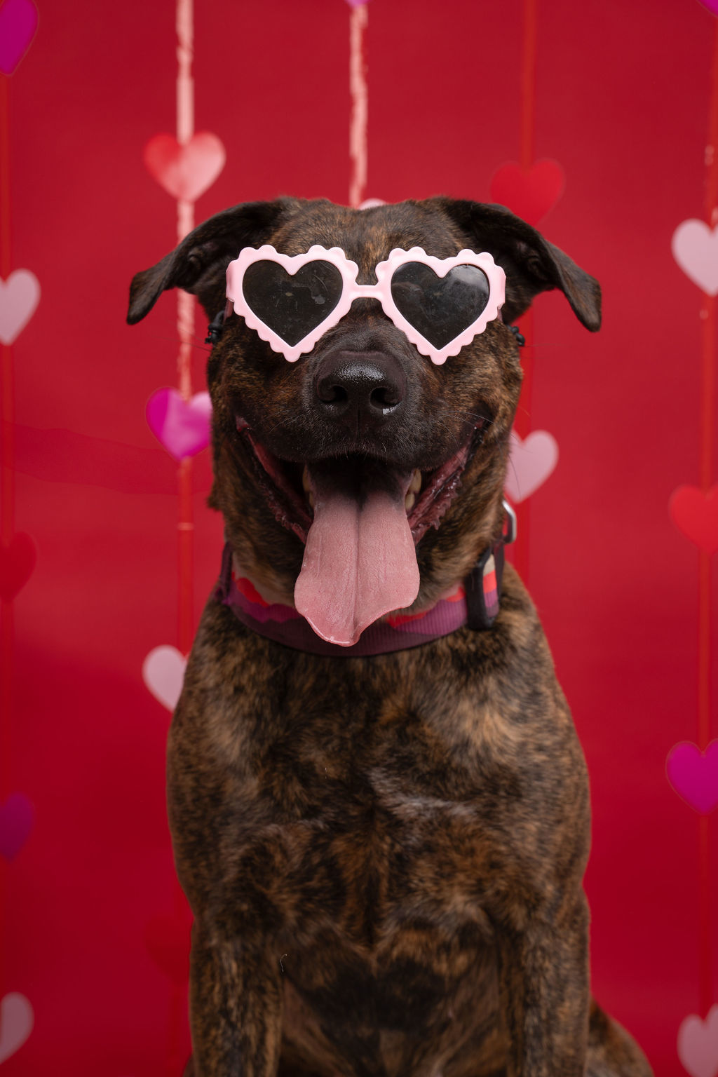 Callie, an adoptable Pit Bull Terrier in Willard, NC, 28478 | Photo Image 1