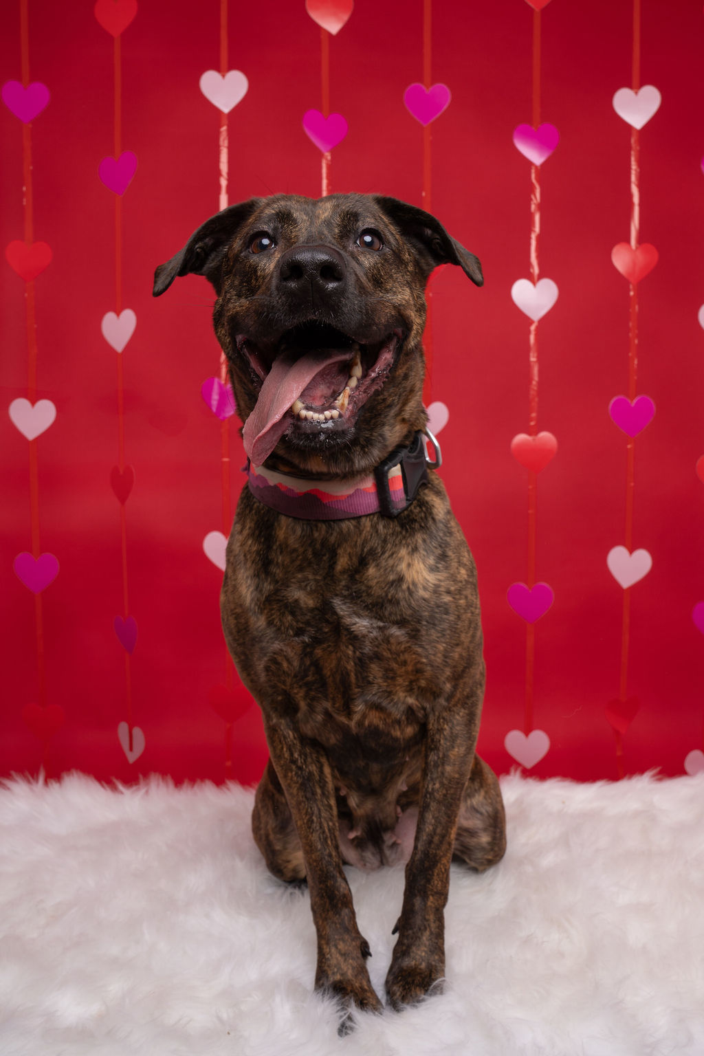 Callie, an adoptable Pit Bull Terrier in Willard, NC, 28478 | Photo Image 2