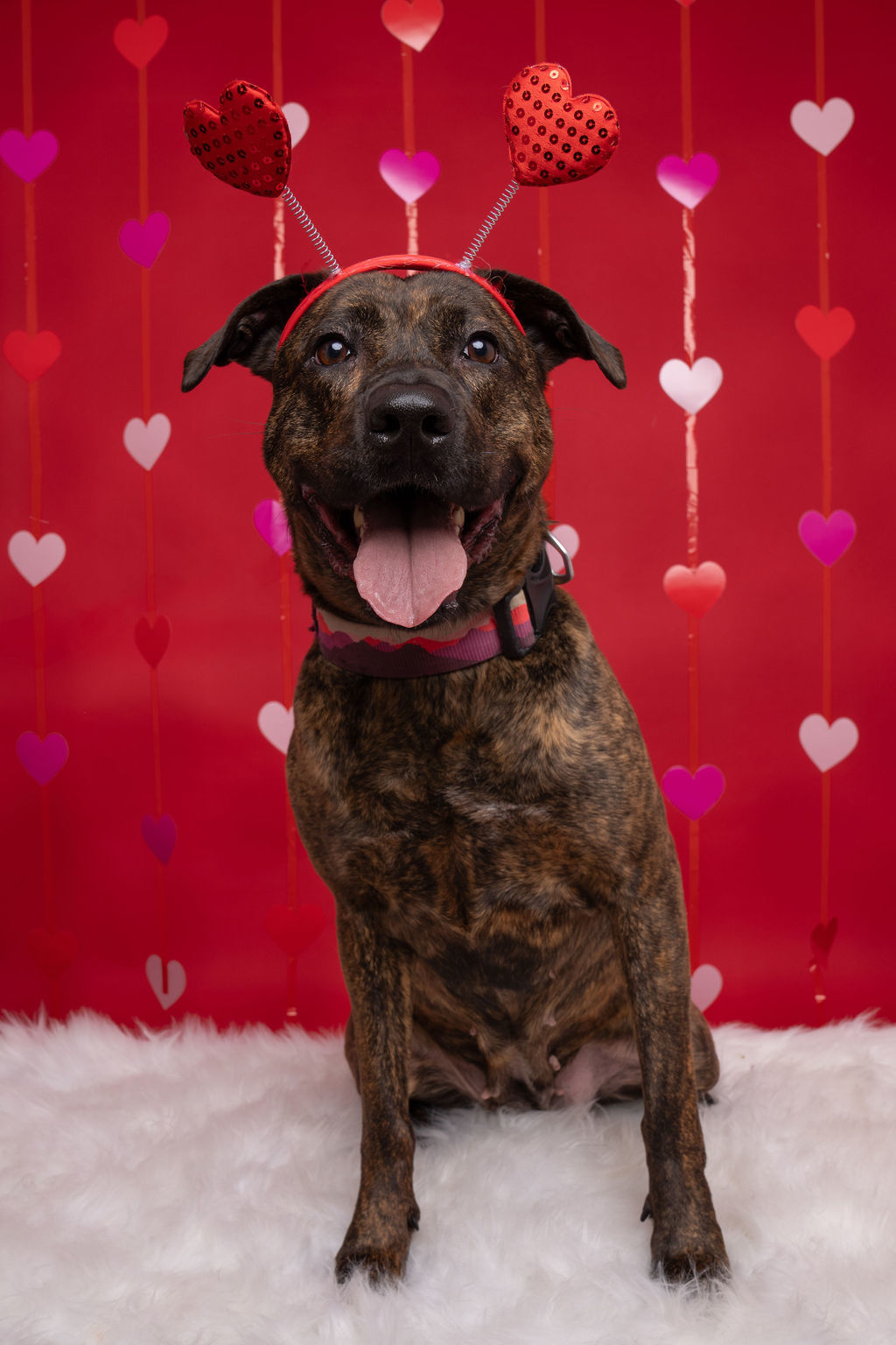 Callie, an adoptable Pit Bull Terrier in Willard, NC, 28478 | Photo Image 3