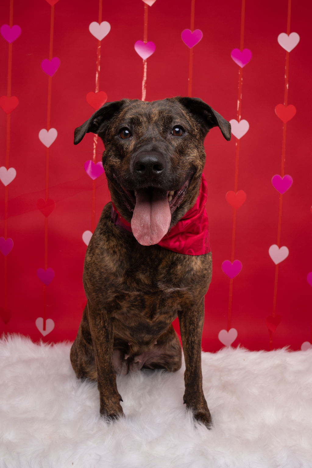 Callie, an adoptable Pit Bull Terrier in Willard, NC, 28478 | Photo Image 4