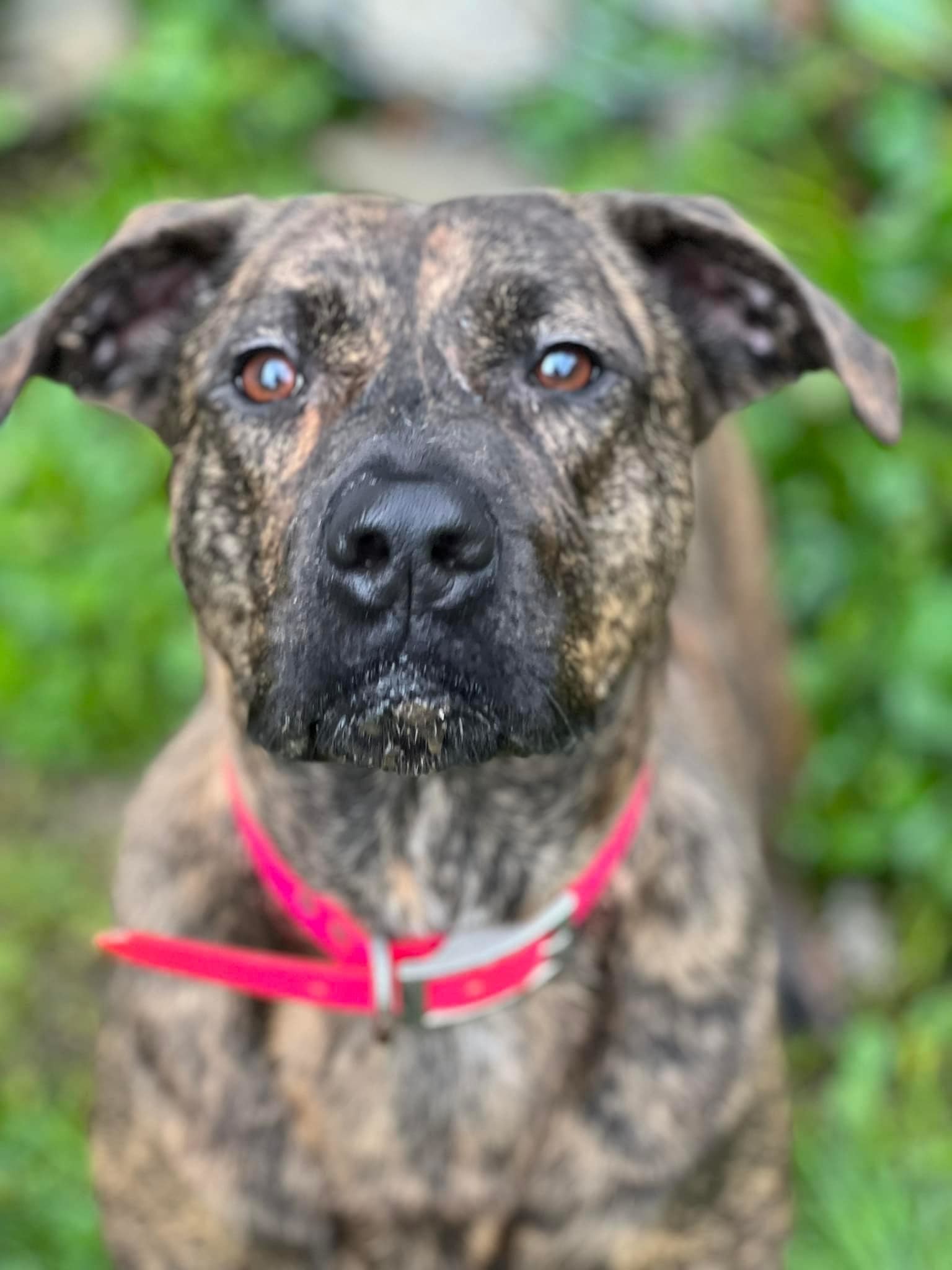 Callie, an adoptable Pit Bull Terrier in Willard, NC, 28478 | Photo Image 5