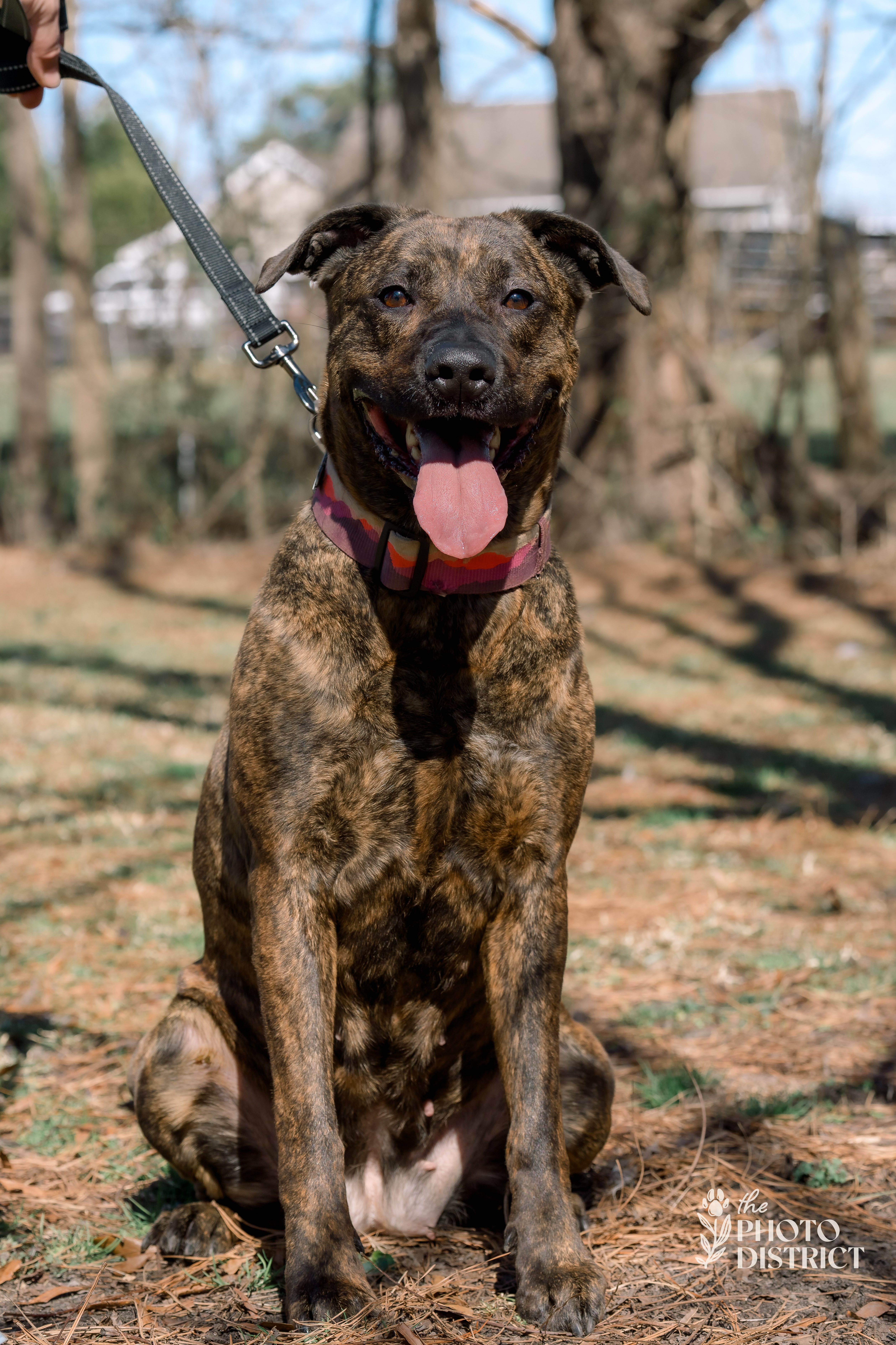 Callie, an adoptable Pit Bull Terrier in Willard, NC, 28478 | Photo Image 6