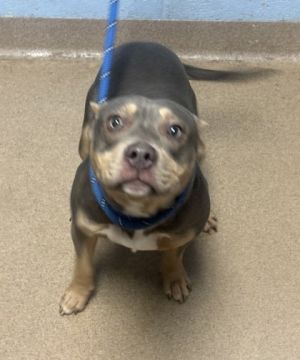 Orson is a very handsome young boy with a relaxed temperament On walks Orson is calm quiet on wal