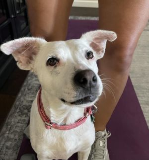 Chisme, Adult Female Mixed Breed