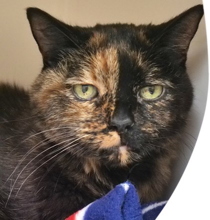 Peepers (in foster) 1