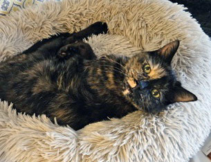 Peepers (in foster) 2