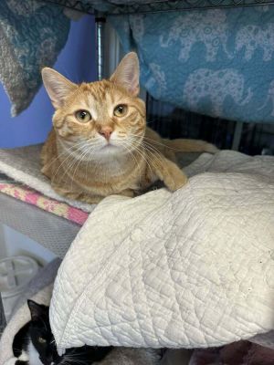 Chips, Adult Male unknown