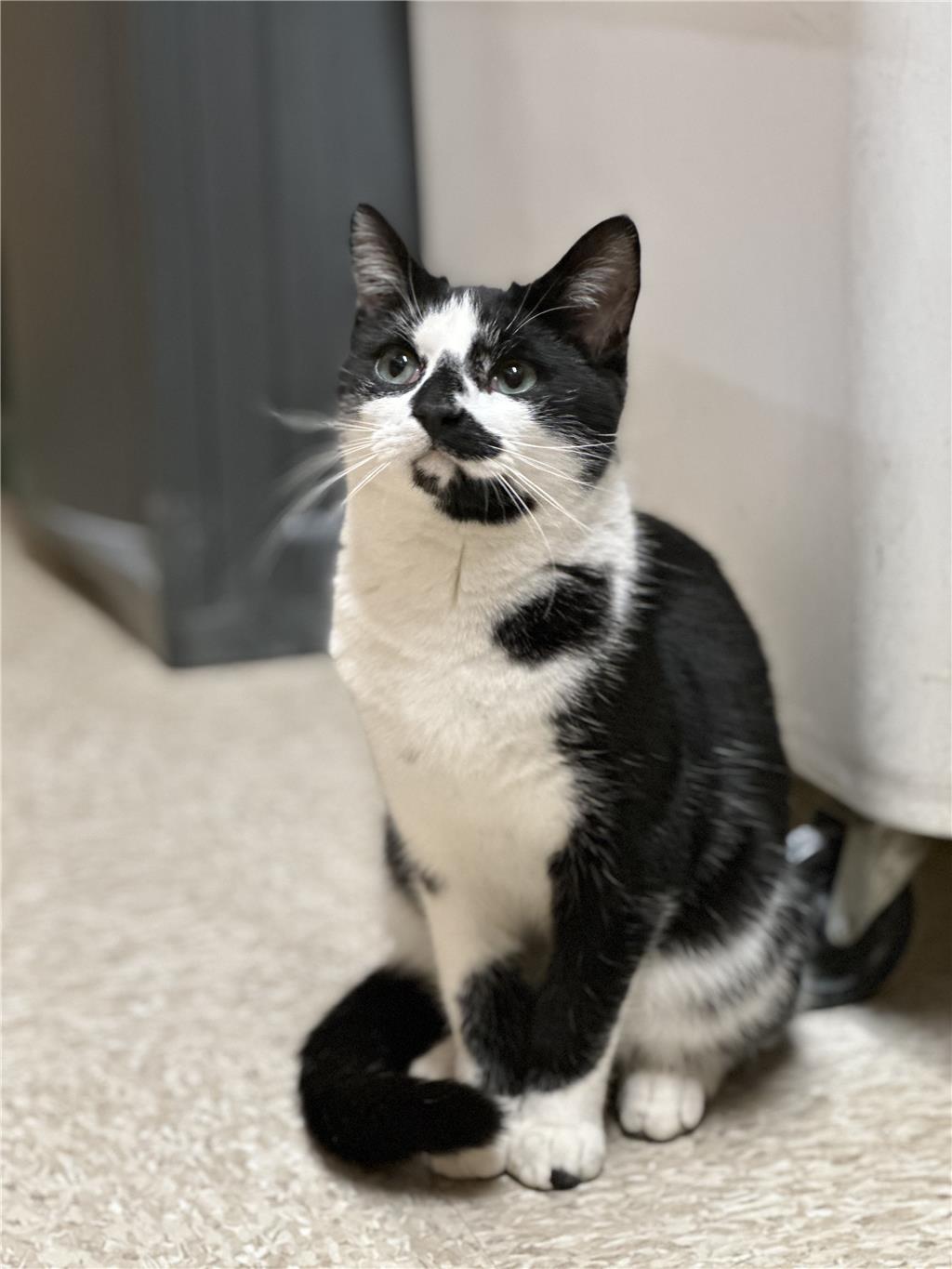 Oreo