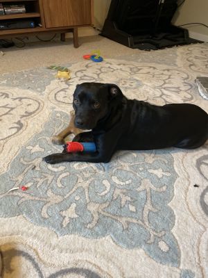 Meet Susan Your Perfect Snuggle Buddy Susan is a 3-year-old sweetheart looking 