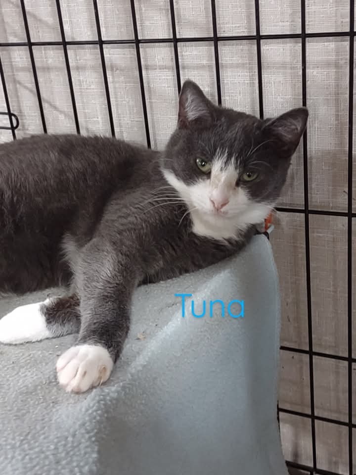 Tuna 1