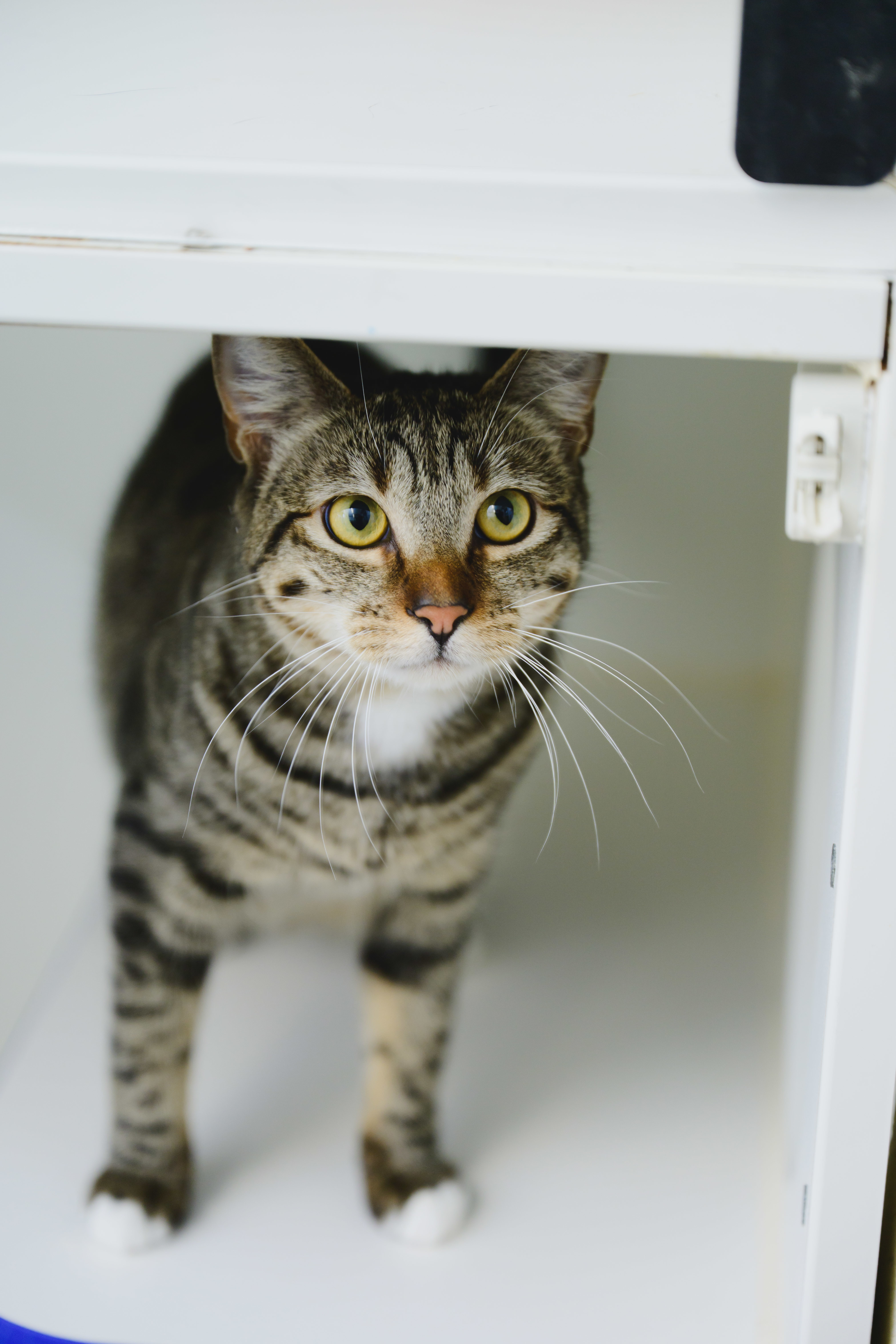 Nala, an adoptable Domestic Short Hair in Honolulu, HI, 96826 | Photo Image 1