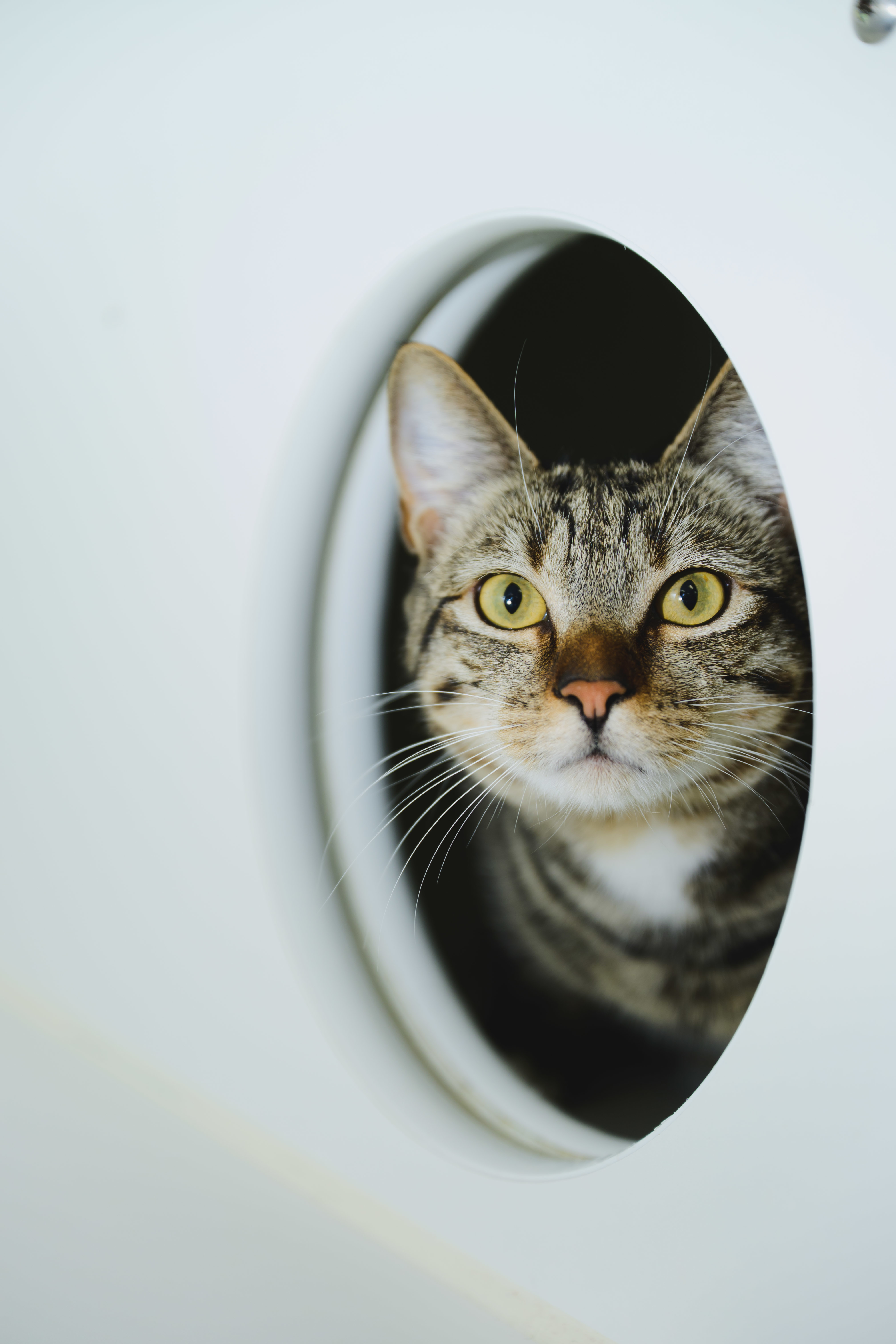 Nala, an adoptable Domestic Short Hair in Honolulu, HI, 96826 | Photo Image 2