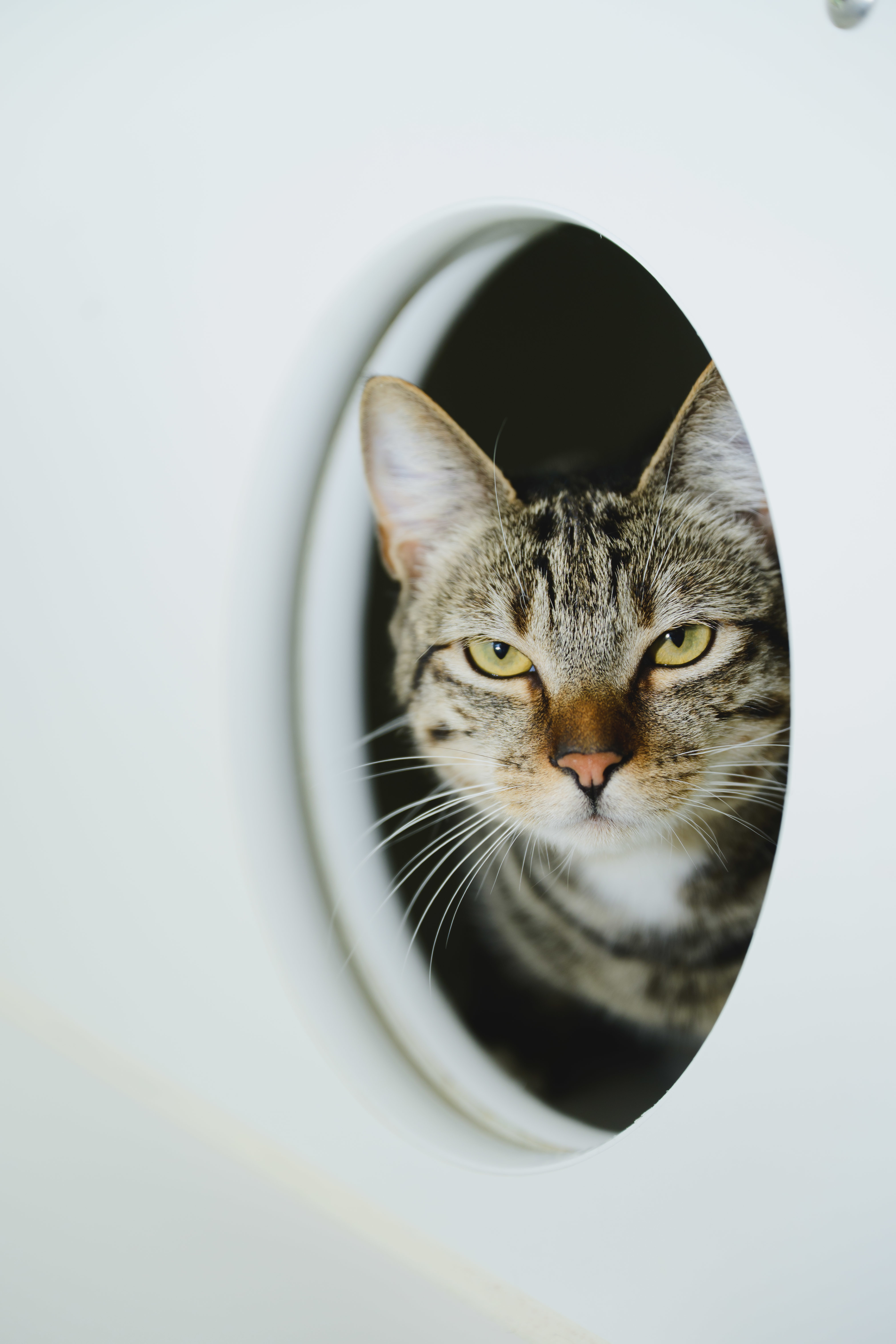 Nala, an adoptable Domestic Short Hair in Honolulu, HI, 96826 | Photo Image 3