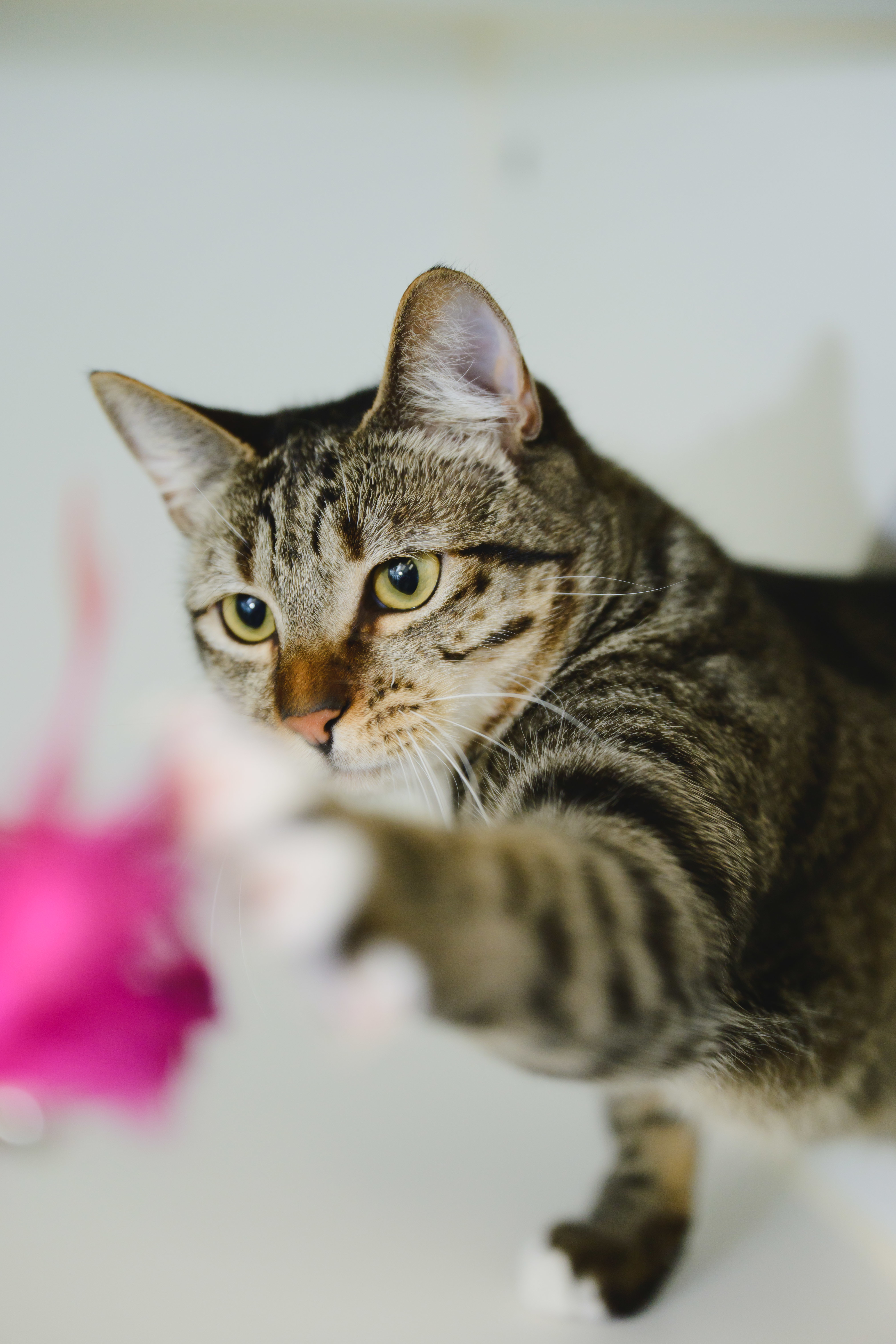 Nala, an adoptable Domestic Short Hair in Honolulu, HI, 96826 | Photo Image 4