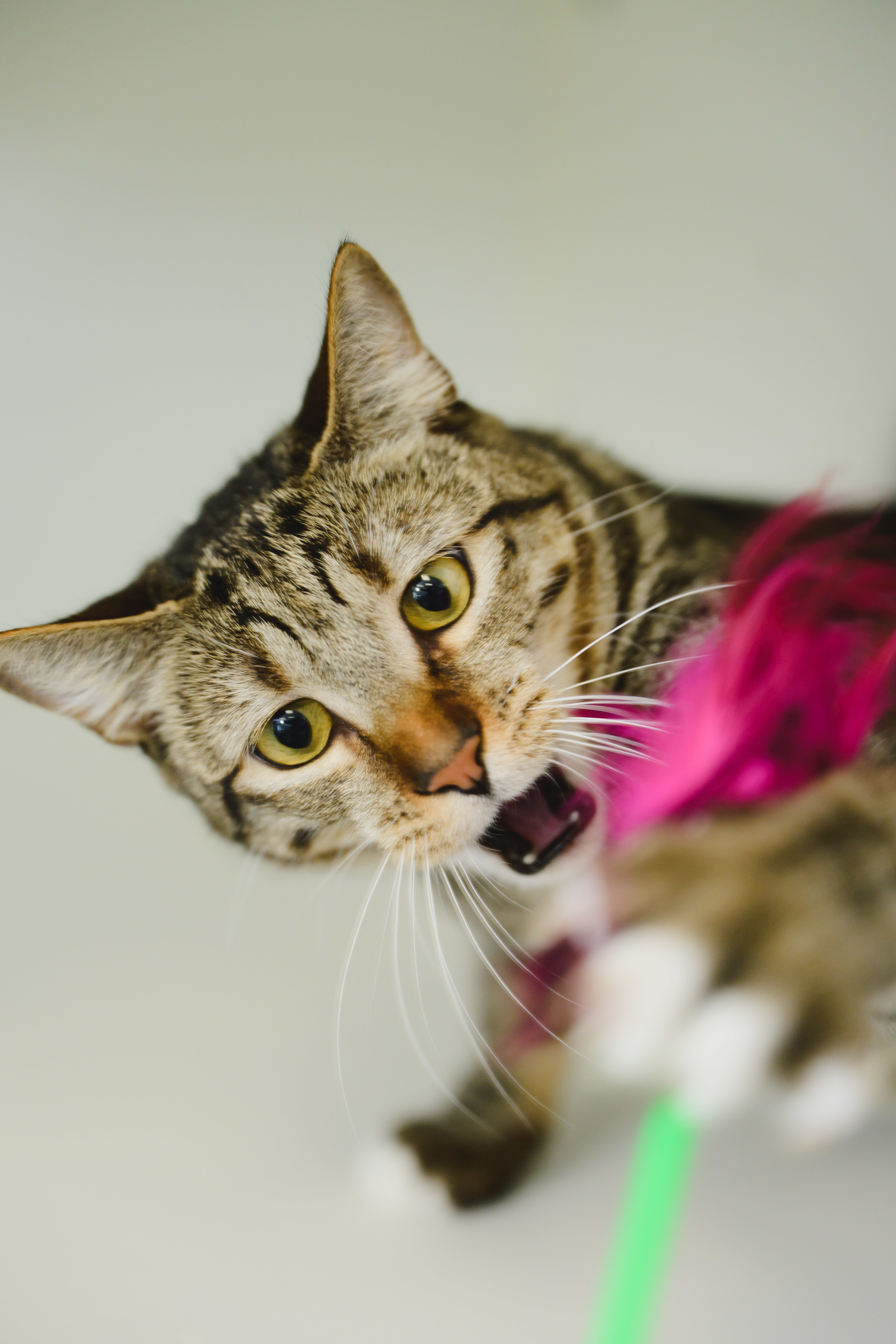Nala, an adoptable Domestic Short Hair in Honolulu, HI, 96826 | Photo Image 5