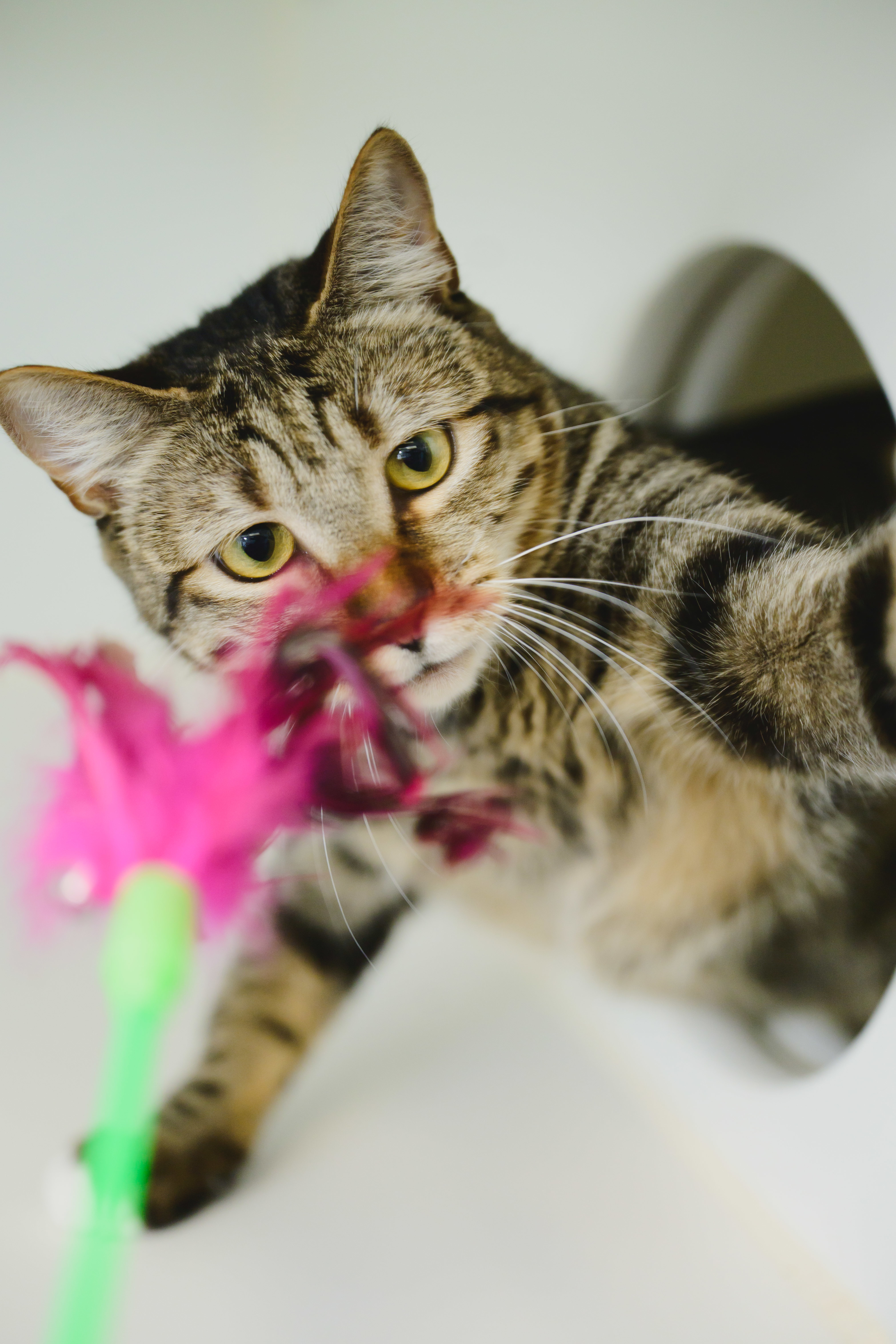 Nala, an adoptable Domestic Short Hair in Honolulu, HI, 96826 | Photo Image 6