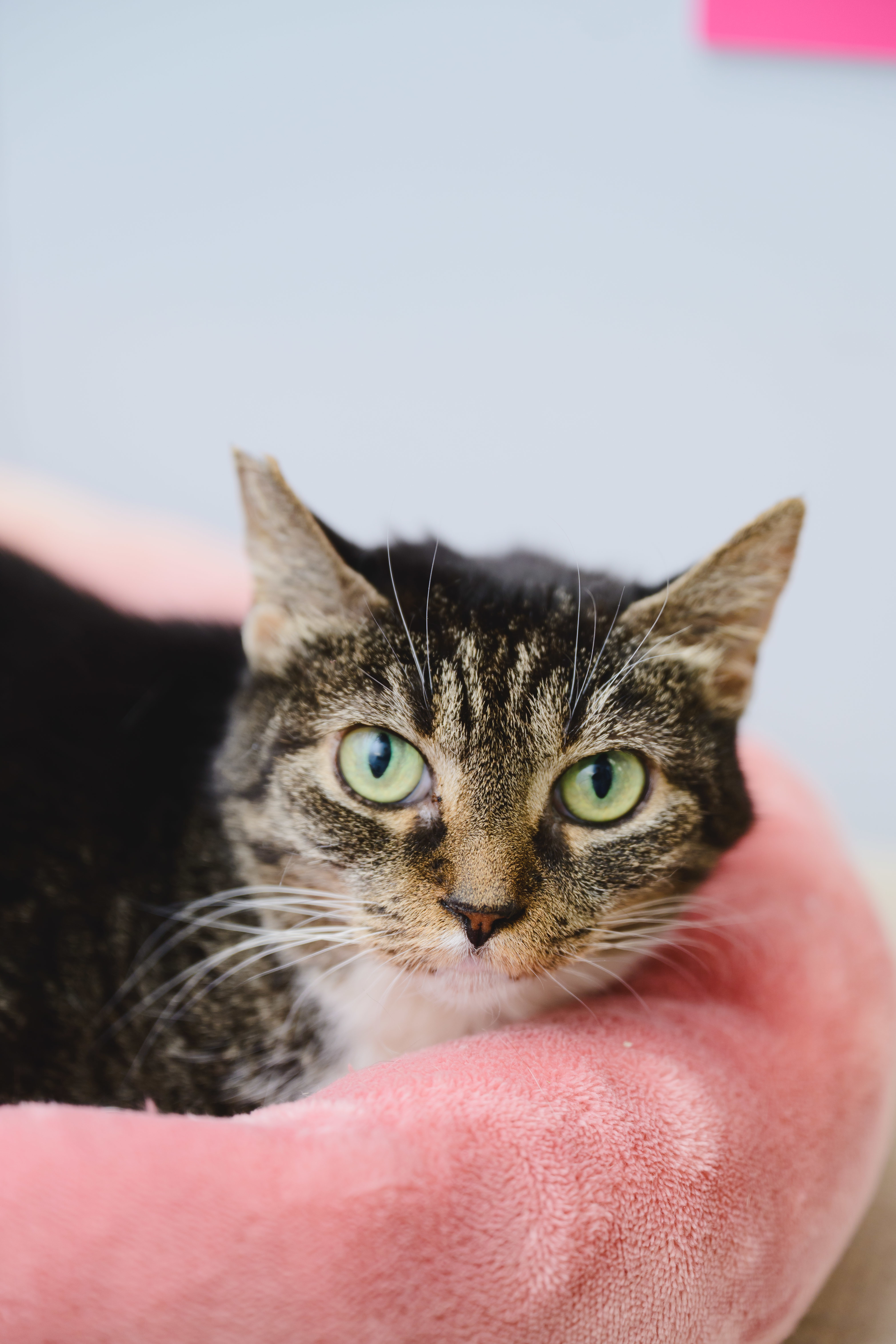 Chatty, an adoptable Domestic Short Hair in Honolulu, HI, 96826 | Photo Image 1