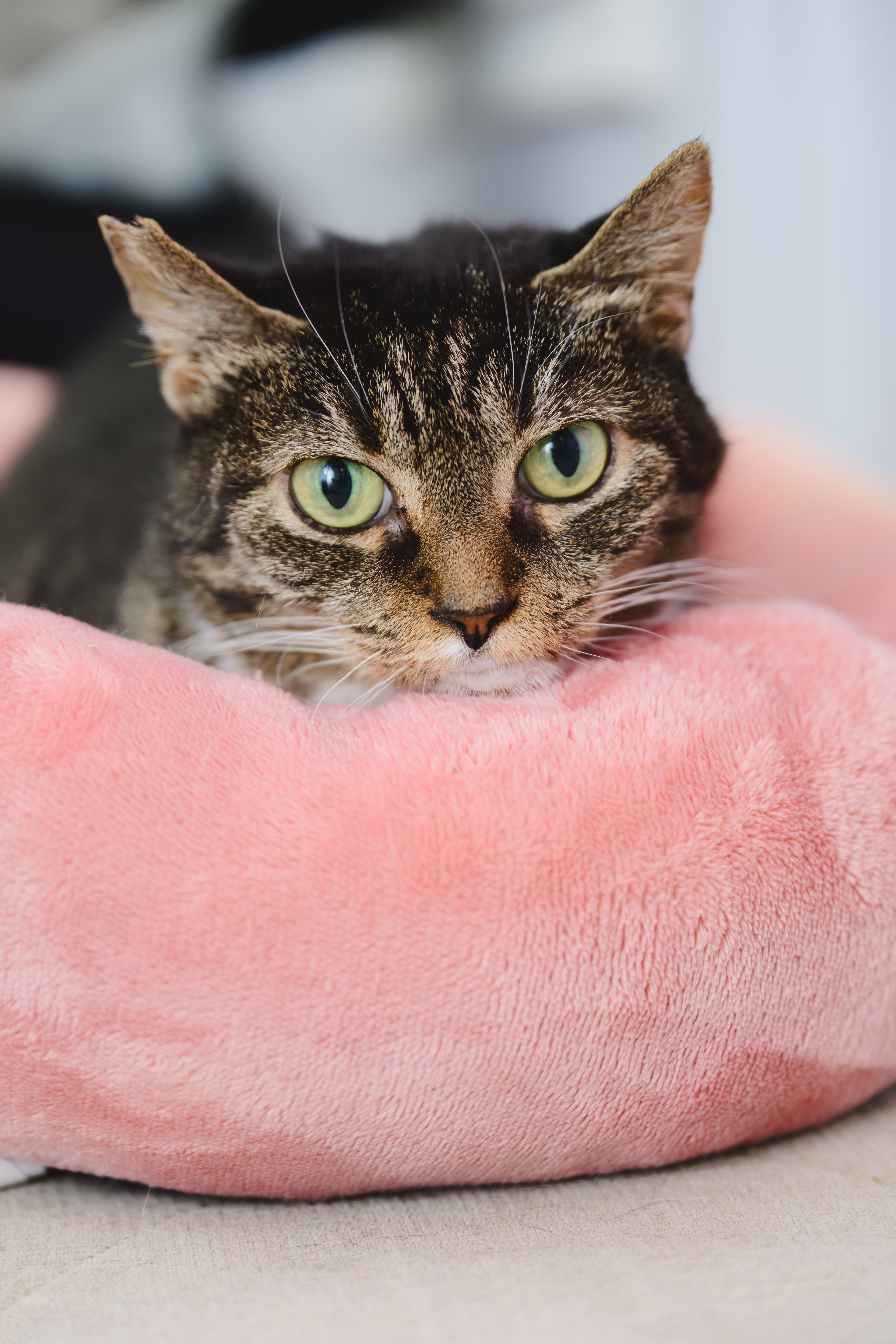Chatty, an adoptable Domestic Short Hair in Honolulu, HI, 96826 | Photo Image 2