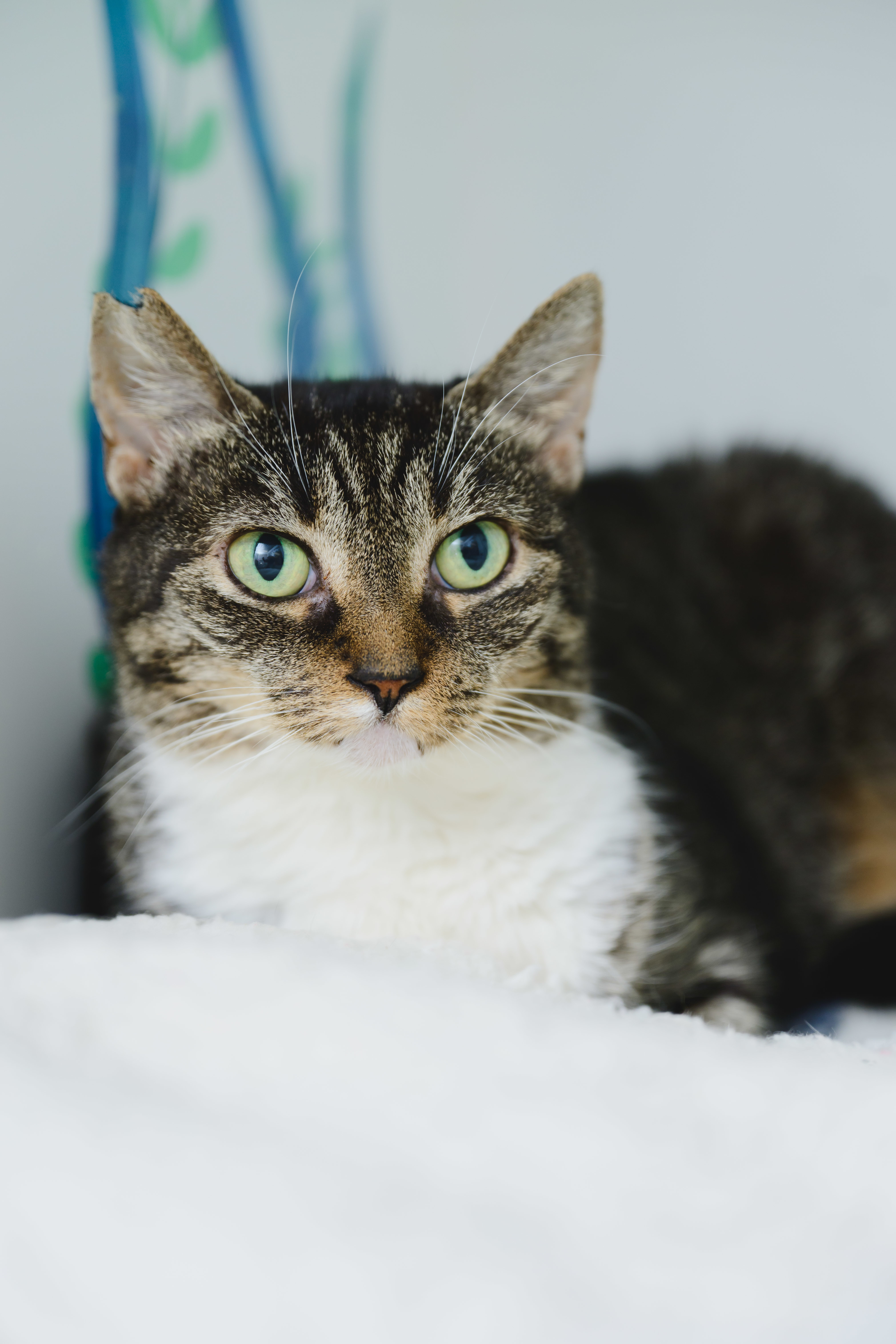 Chatty, an adoptable Domestic Short Hair in Honolulu, HI, 96826 | Photo Image 3