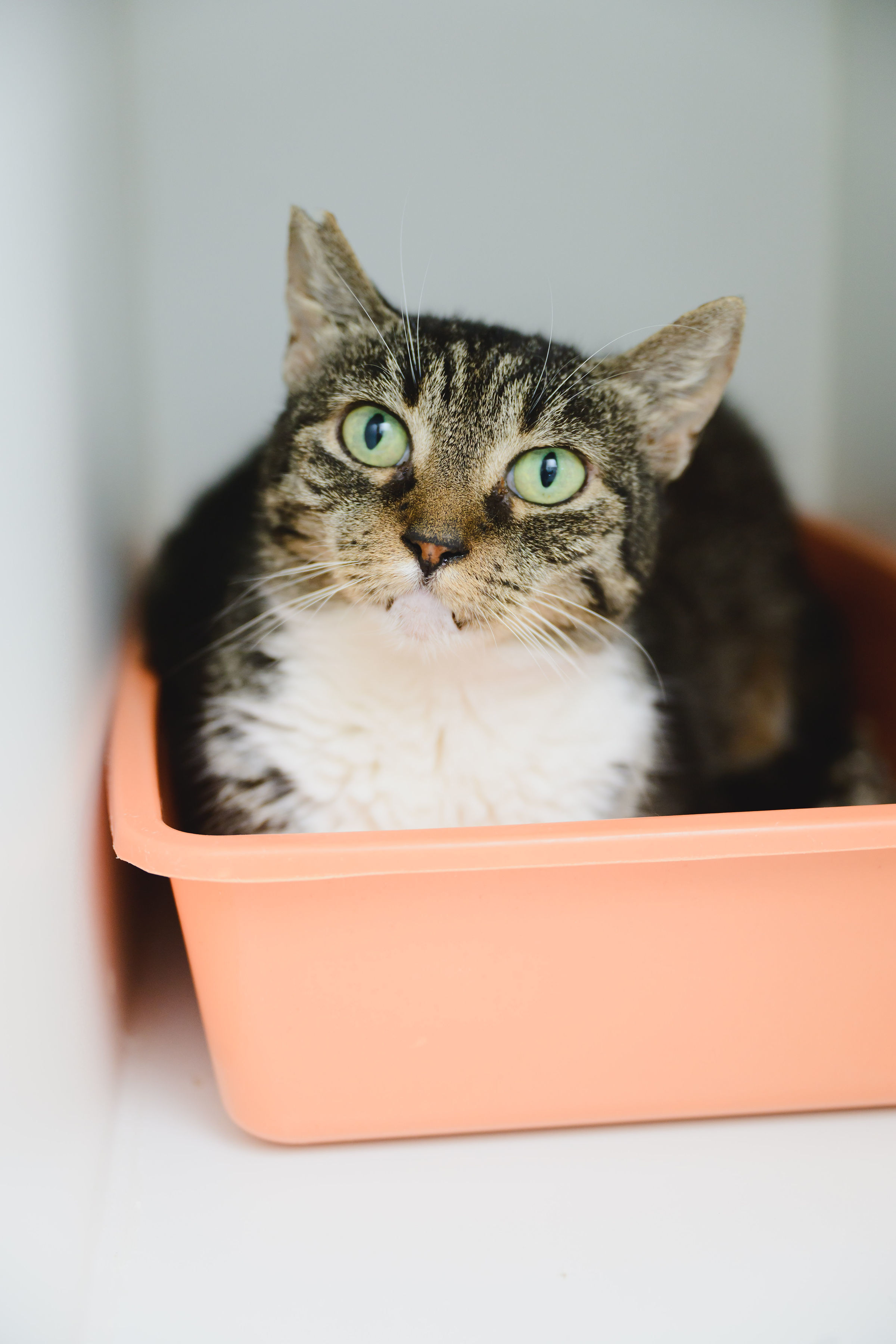 Chatty, an adoptable Domestic Short Hair in Honolulu, HI, 96826 | Photo Image 4
