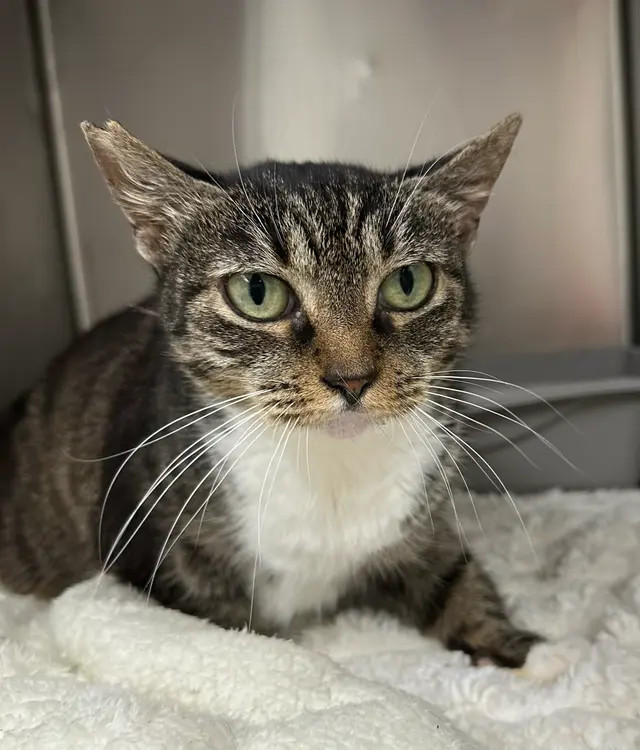Chatty, an adoptable Domestic Short Hair in Honolulu, HI, 96826 | Photo Image 5
