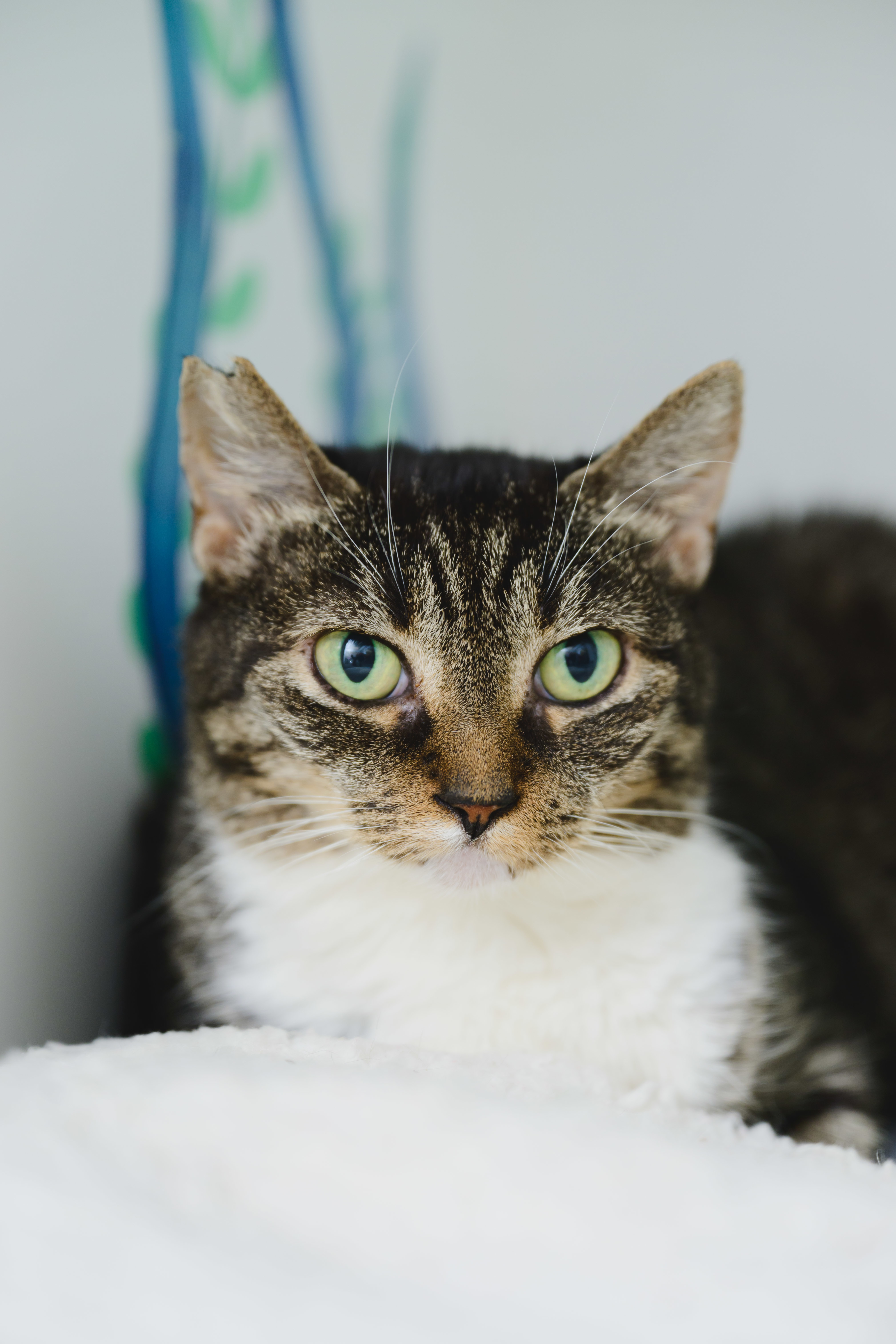Chatty, an adoptable Domestic Short Hair in Honolulu, HI, 96826 | Photo Image 6