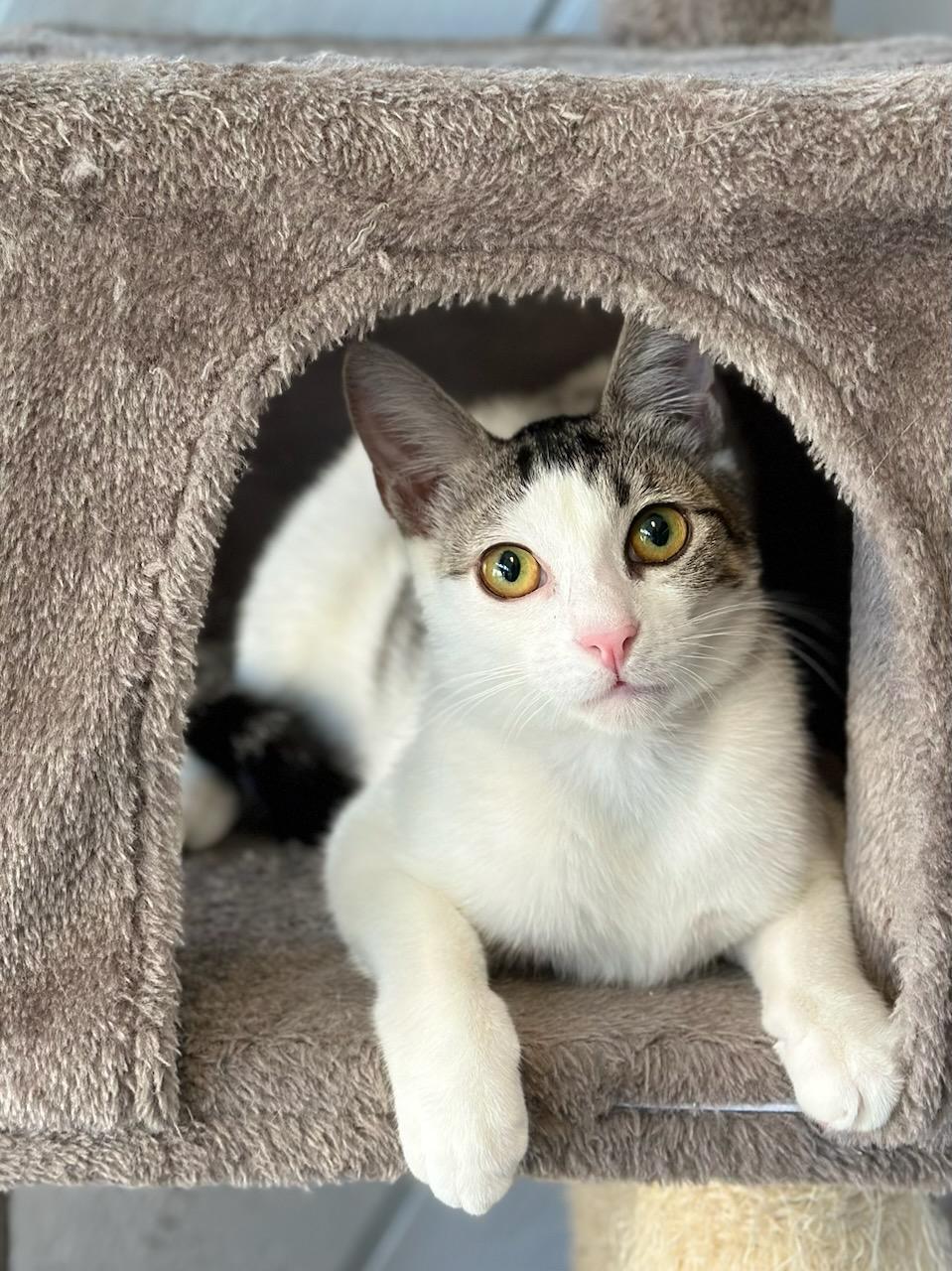 Maka, an adoptable Domestic Short Hair in Honolulu, HI, 96826 | Photo Image 1