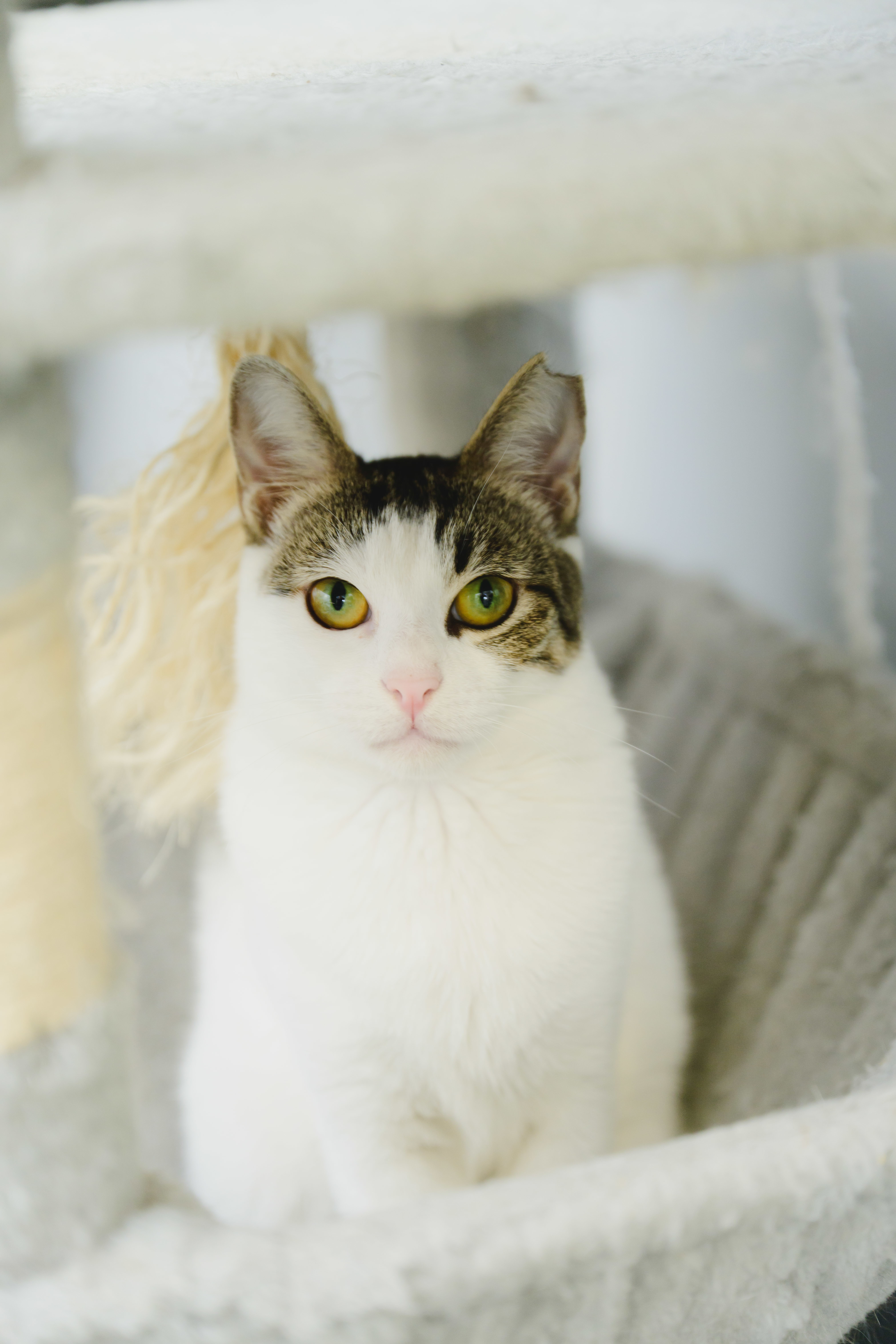 Maka, an adoptable Domestic Short Hair in Honolulu, HI, 96826 | Photo Image 2