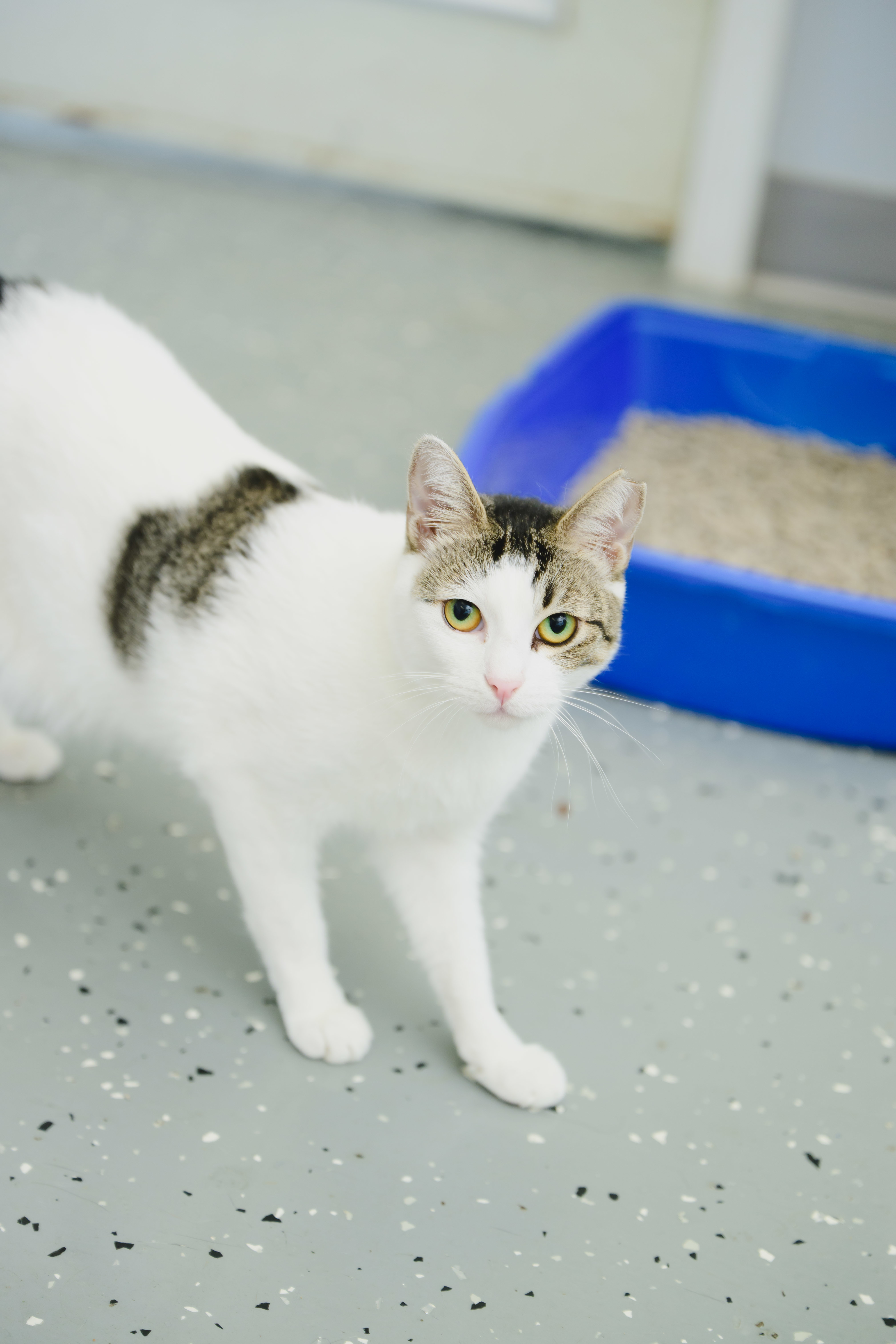 Maka, an adoptable Domestic Short Hair in Honolulu, HI, 96826 | Photo Image 3