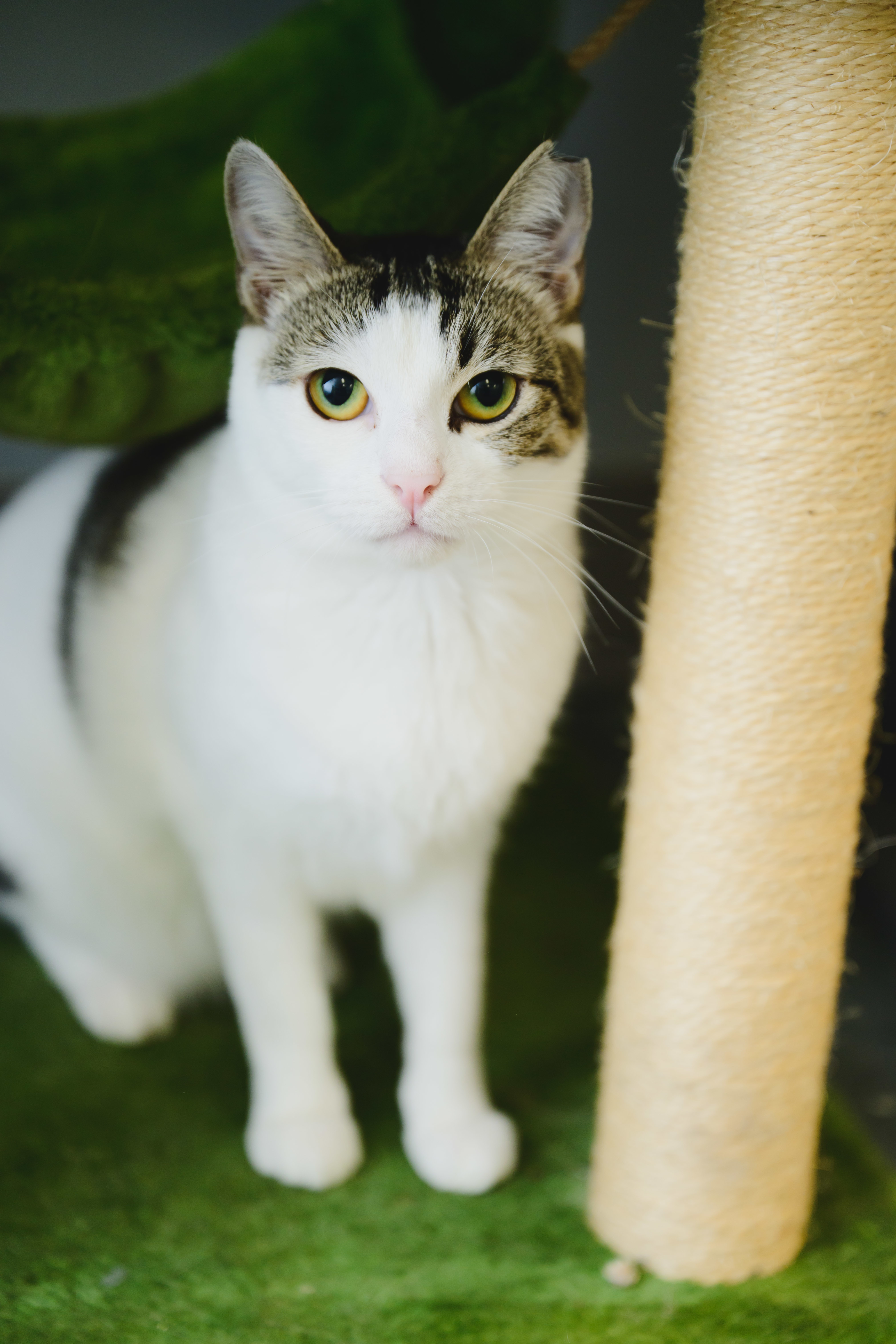 Maka, an adoptable Domestic Short Hair in Honolulu, HI, 96826 | Photo Image 4
